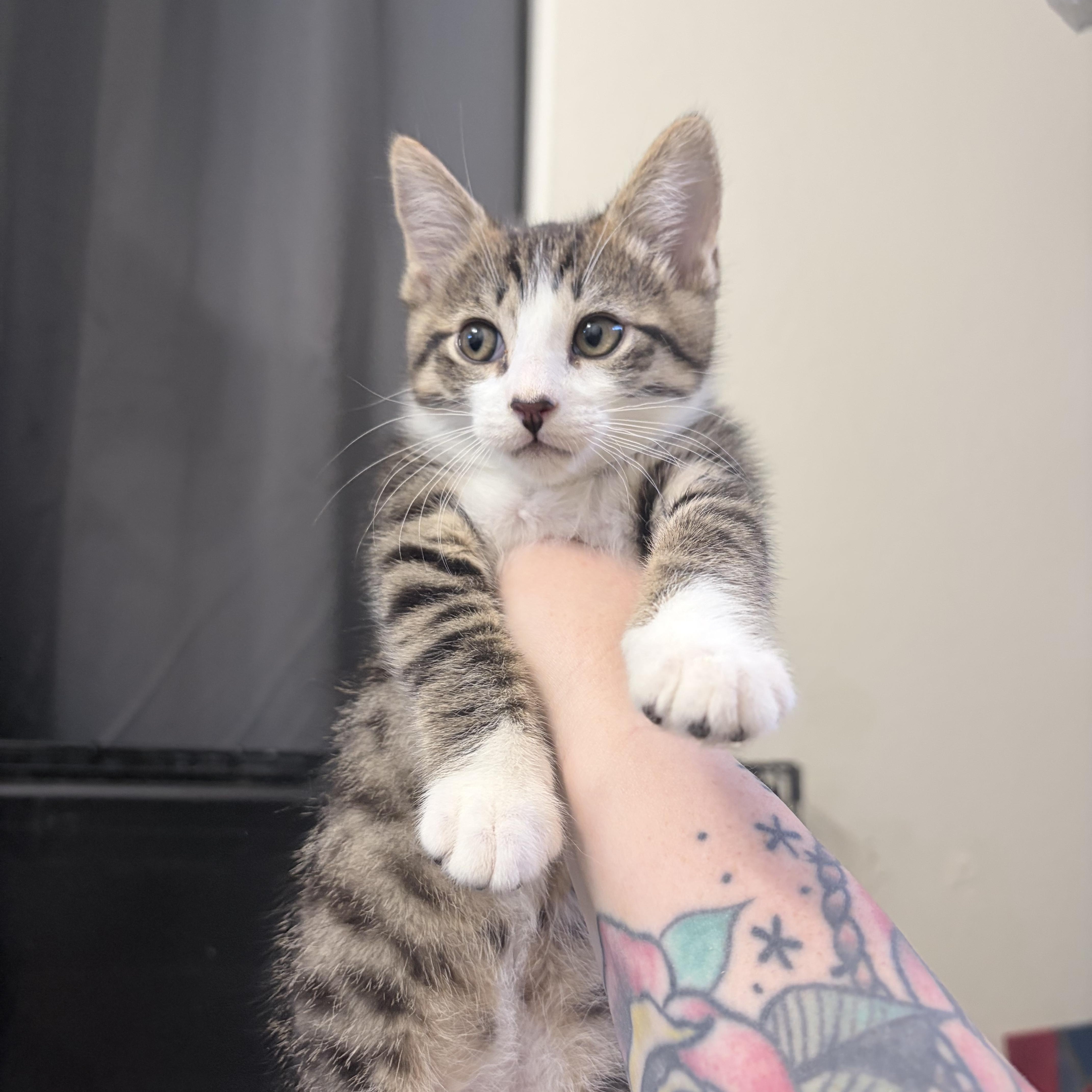 Enlarge Dill, an adopted Domestic Short Hair in Chandler, AZ image 3/3