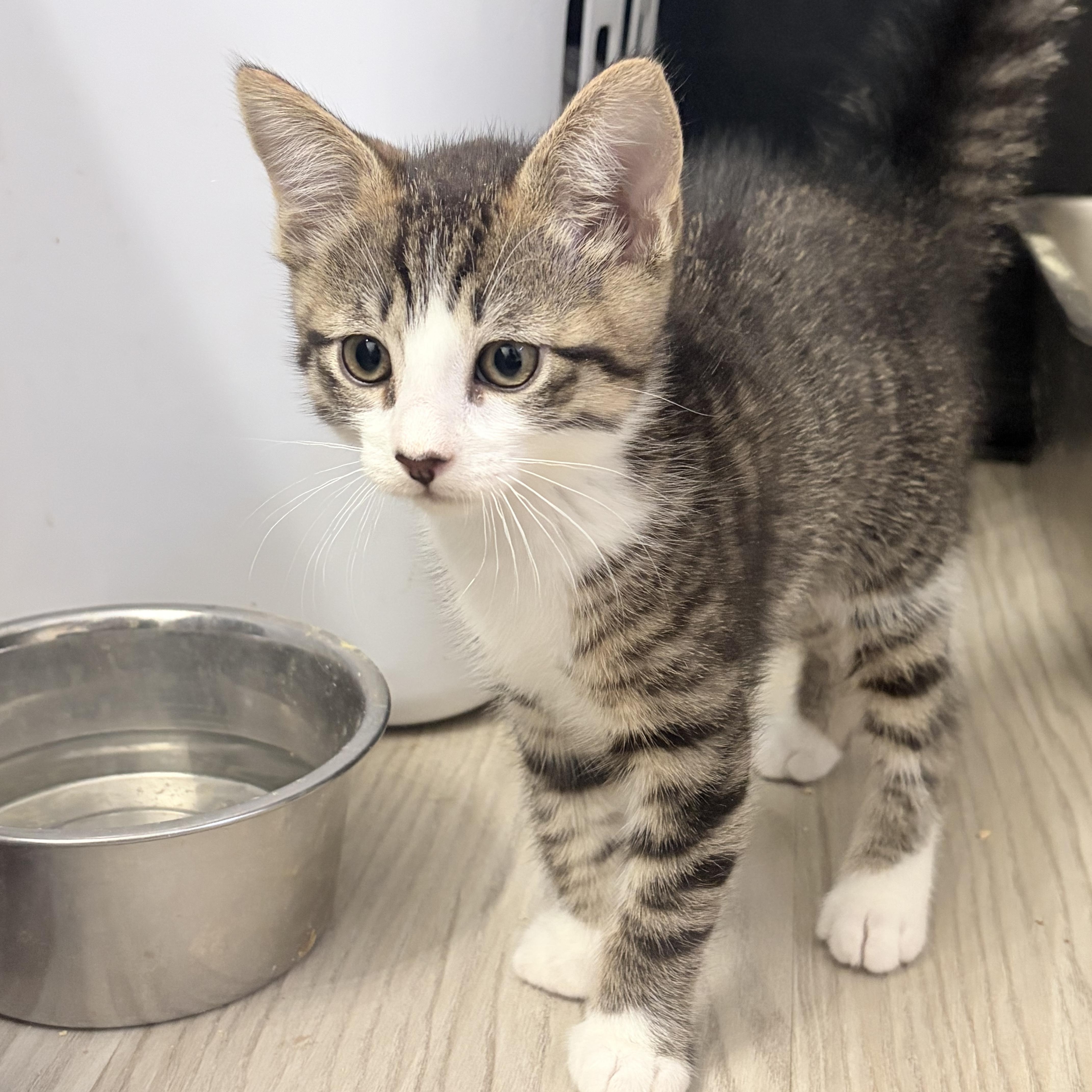 Dill, adopted, Kitten Male Domestic Short Hair.
