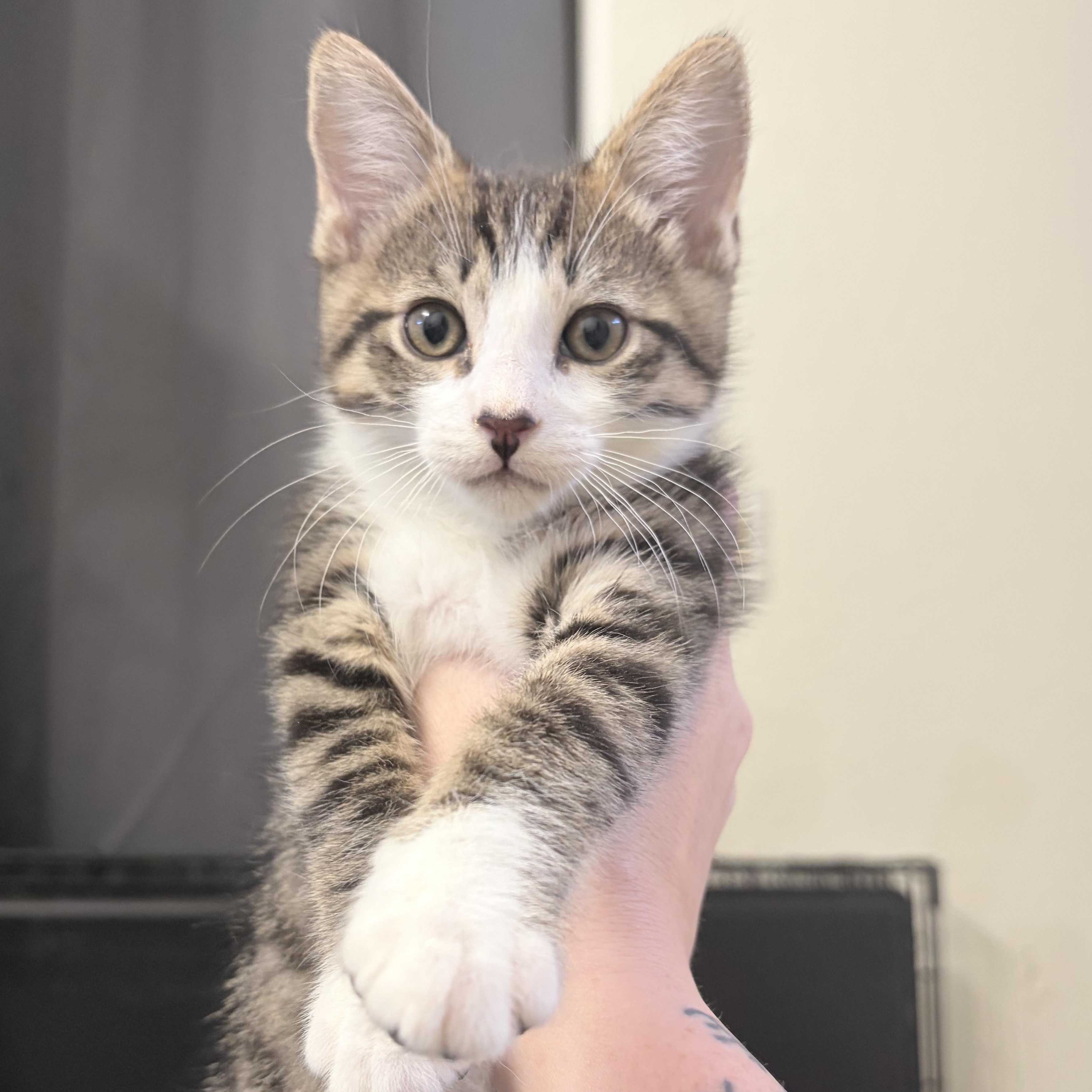 Enlarge Dill, an adopted Domestic Short Hair in Chandler, AZ image 2/3