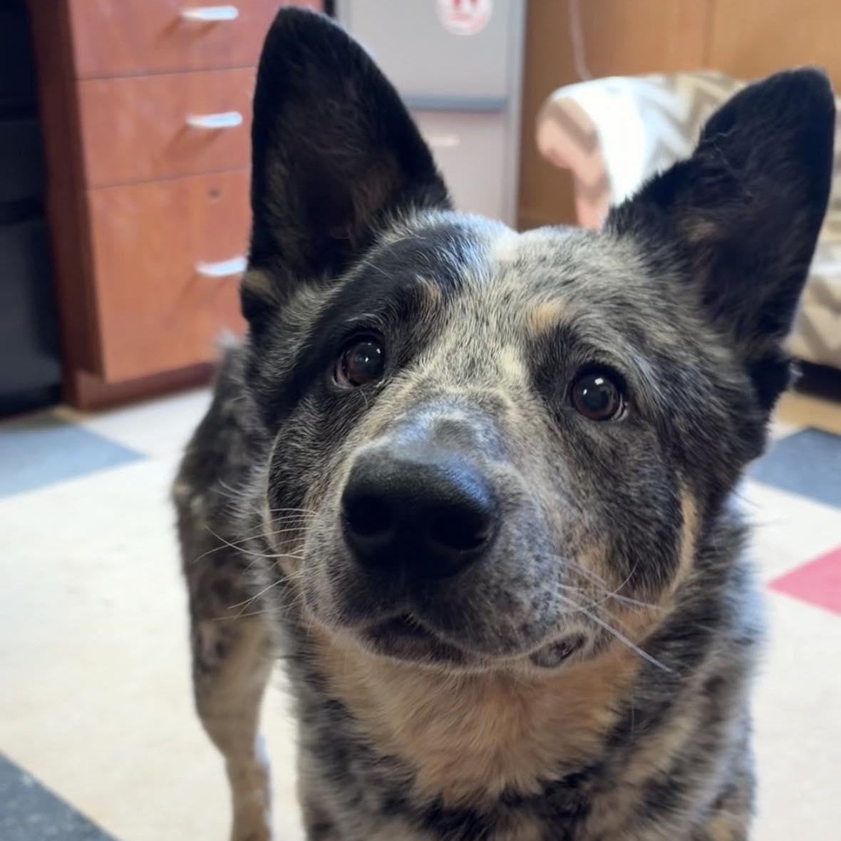 Corduroy, an adopted Australian Cattle Dog / Blue Heeler in Valparaiso, IN image 2/3
