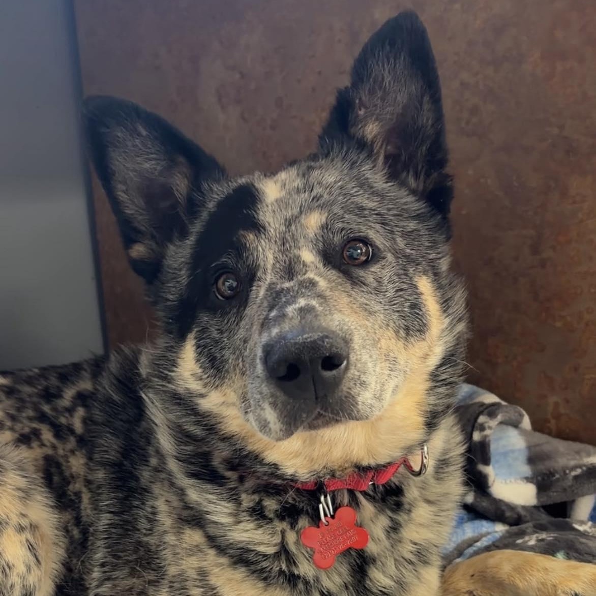 Corduroy, adopted, Young Male Australian Cattle Dog / Blue Heeler.
