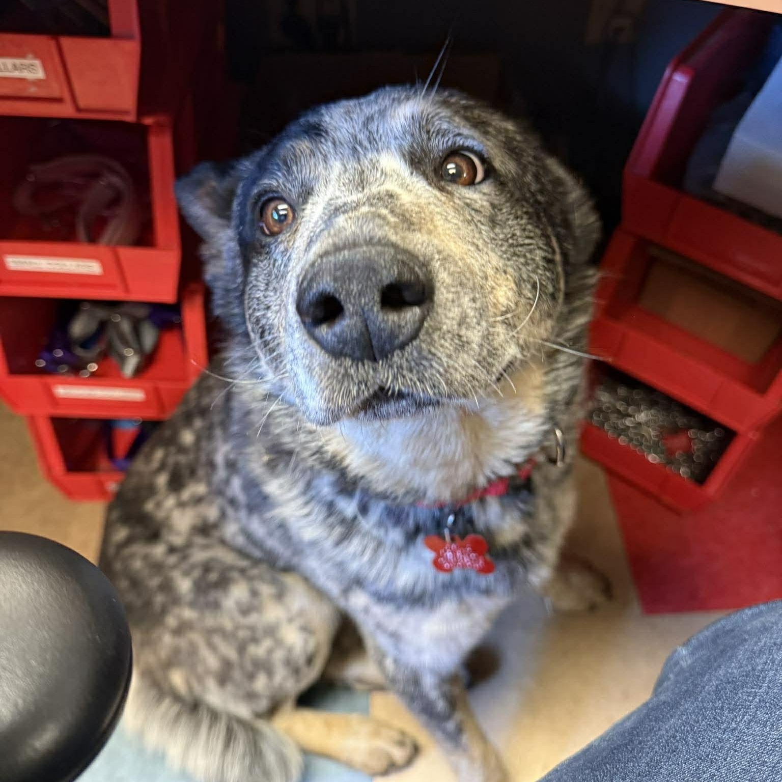 Corduroy, an adopted Australian Cattle Dog / Blue Heeler in Valparaiso, IN image 3/3