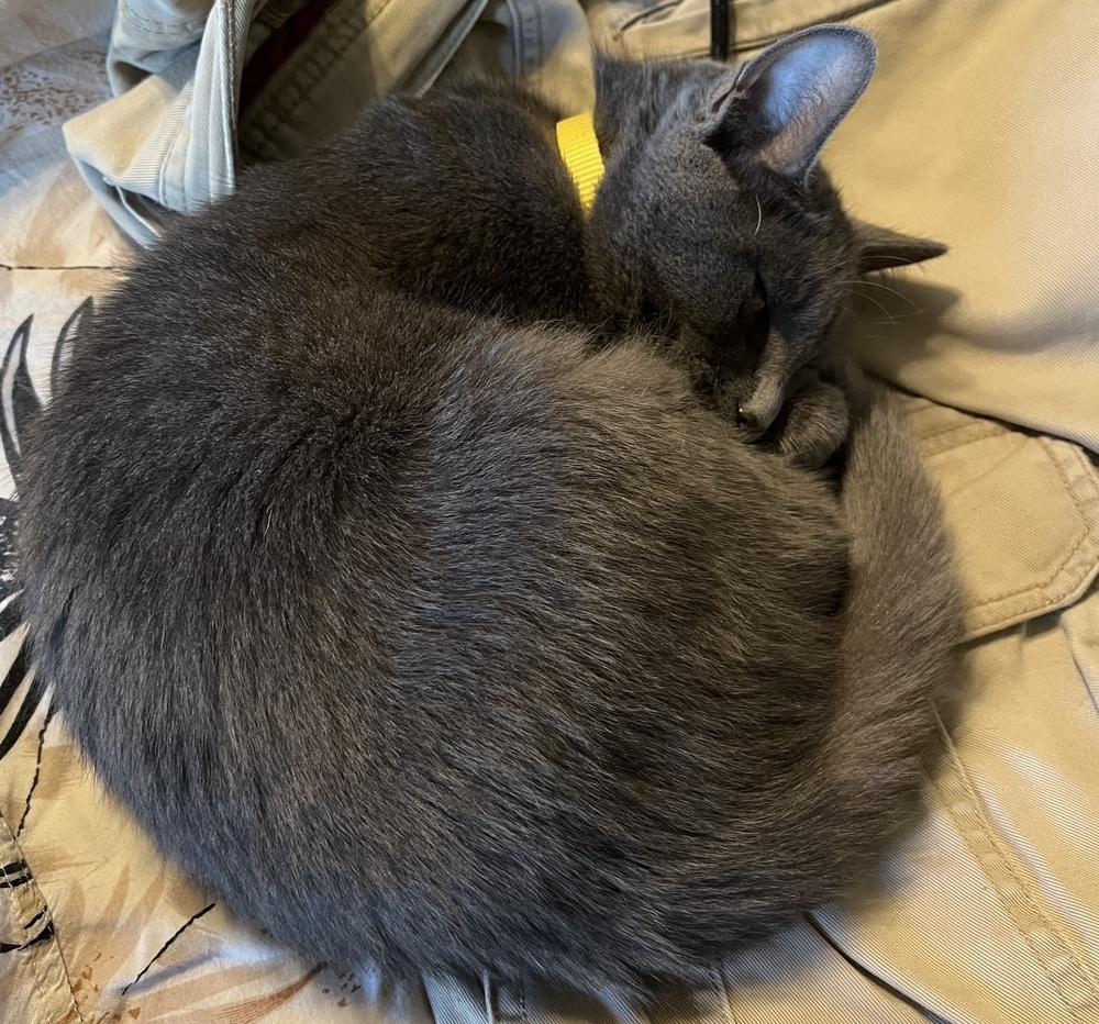 Emporio Ivanko — thumbnail 2