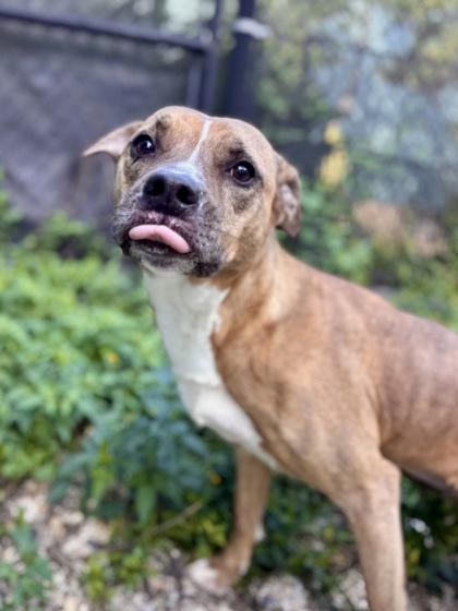 Enlarge Maisy, a Adoptable mixed breed in New Orleans, LA image 1/1