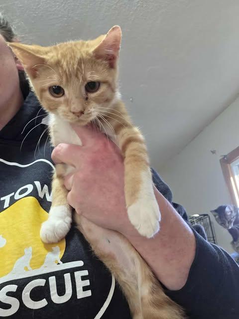 Clark, a Adopted Domestic Short Hair in Clymer, PA image 1/5