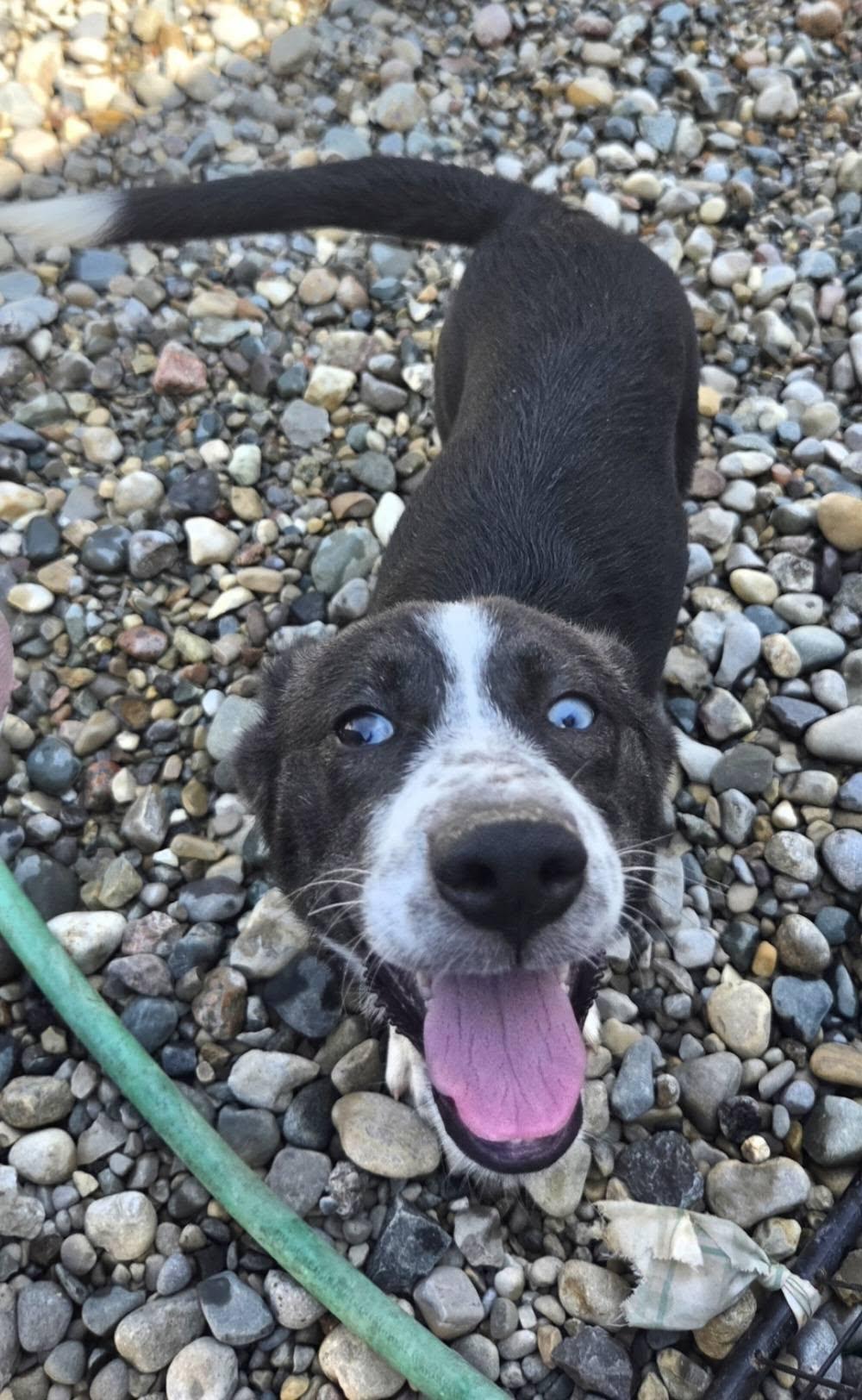 Enlarge Venus, a Adoptable mixed breed in Sterling Heights, MI image 4/5