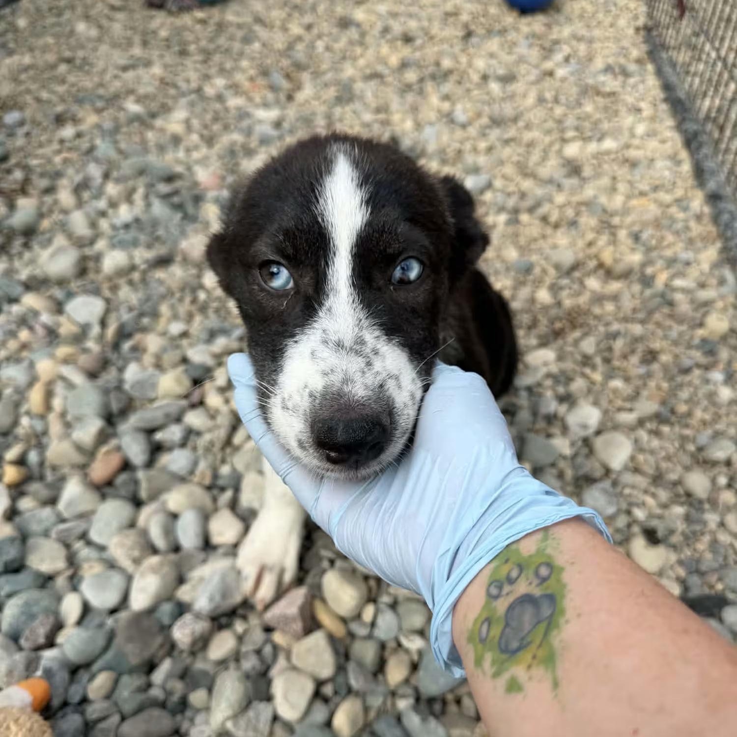 Enlarge Venus, a Adoptable mixed breed in Sterling Heights, MI image 1/5