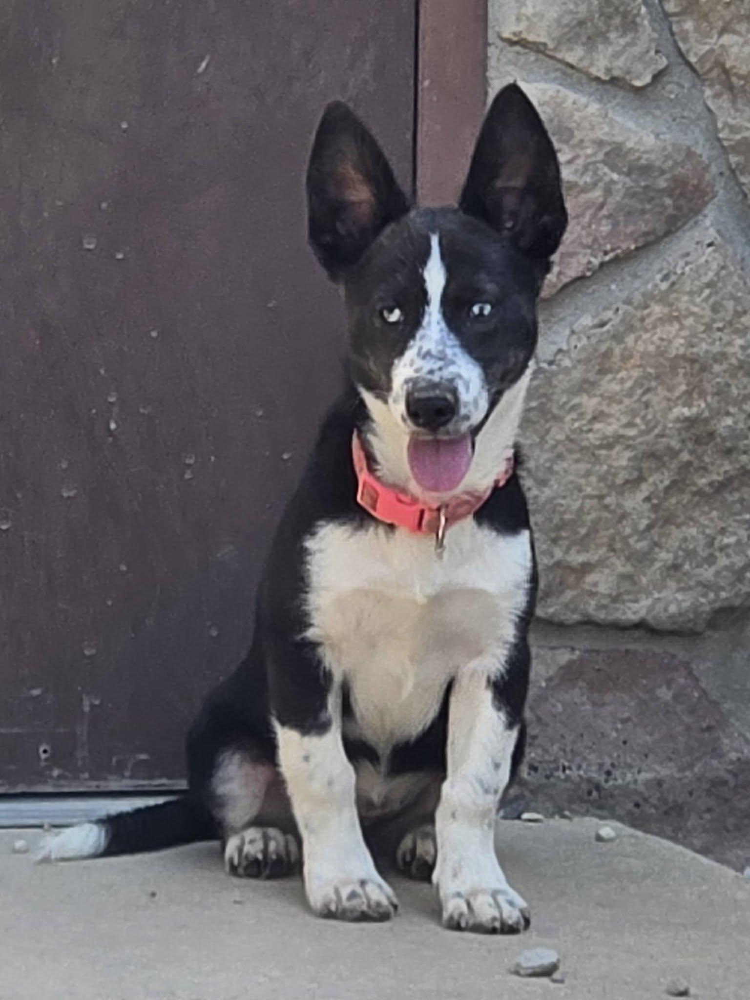 Enlarge Venus, a Adoptable mixed breed in Sterling Heights, MI image 5/5