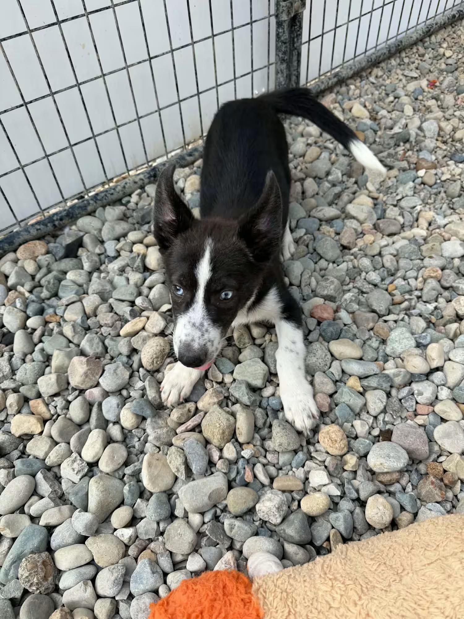 Enlarge Venus, a Adoptable mixed breed in Sterling Heights, MI image 2/5