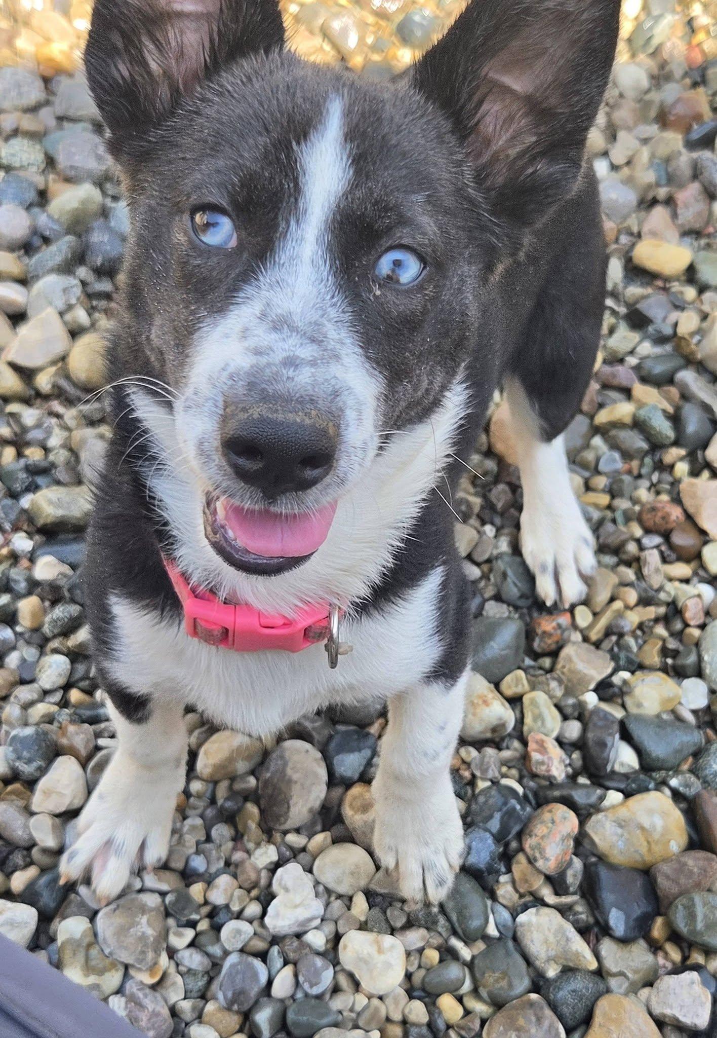 Enlarge Venus, a Adoptable mixed breed in Sterling Heights, MI image 3/5