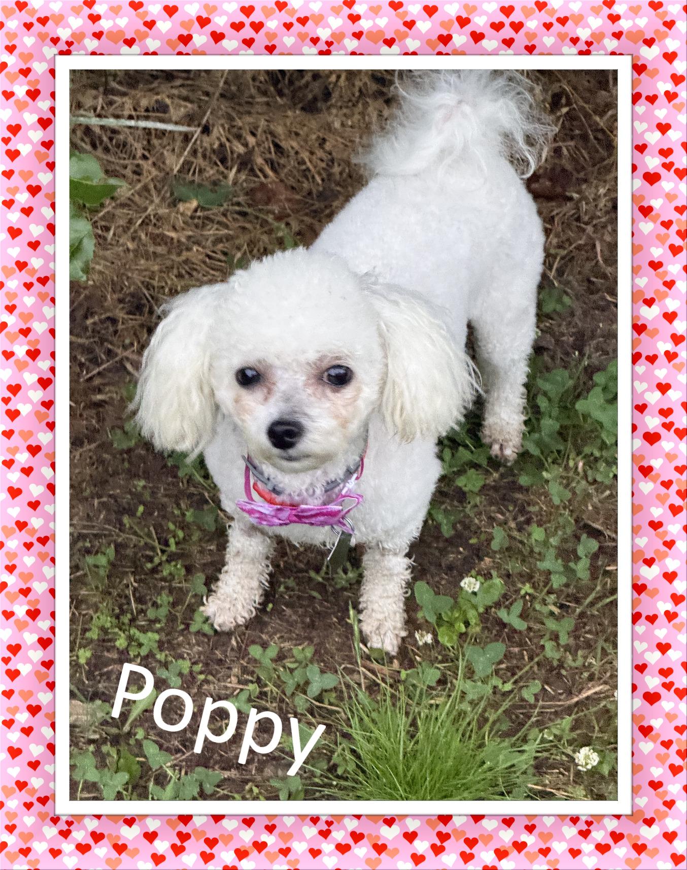 Poppy - OK, ADOPTABLE, Young Female Bichon Frise.