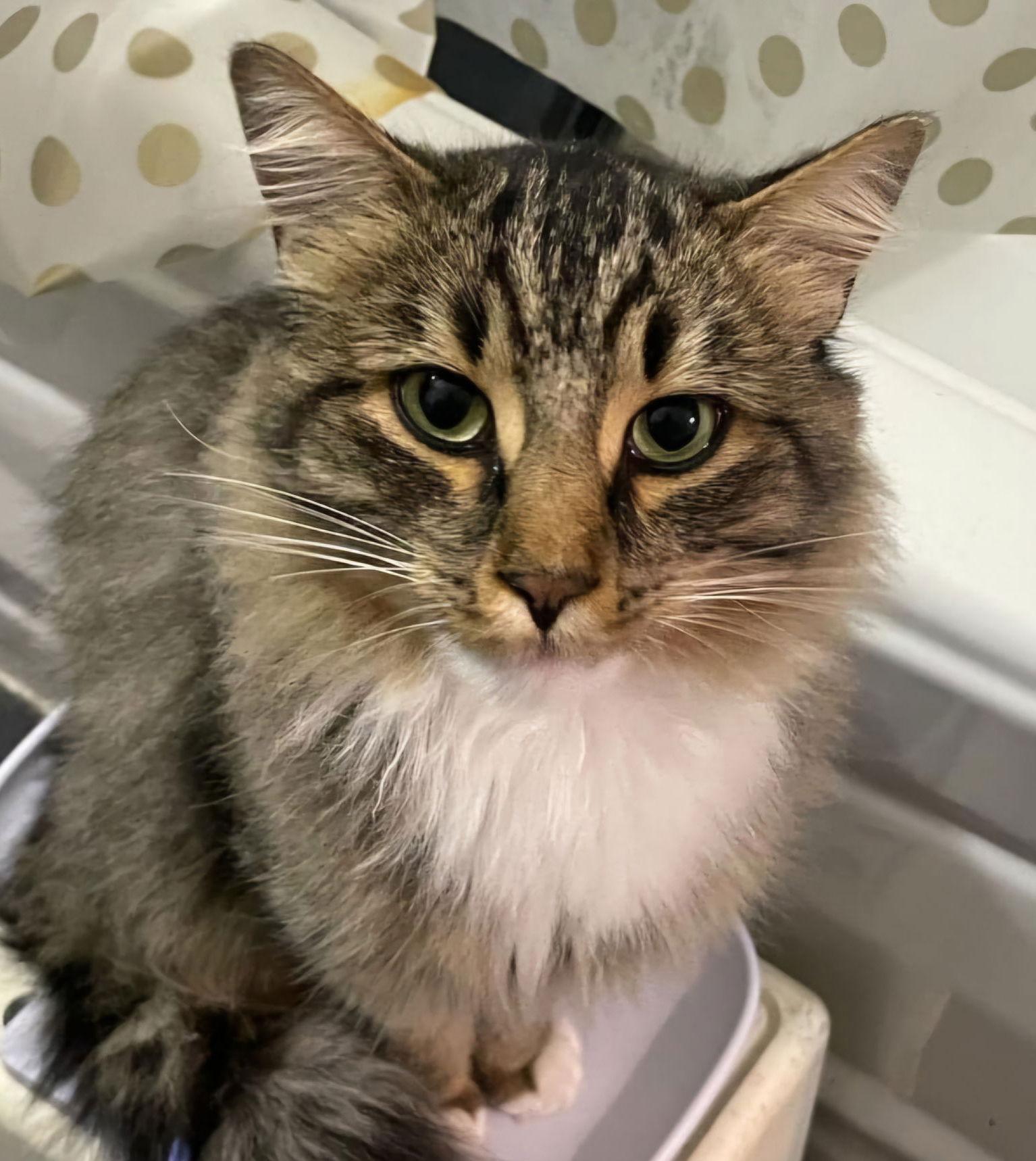 Lynxy, Adoptable, Young Male Tabby.