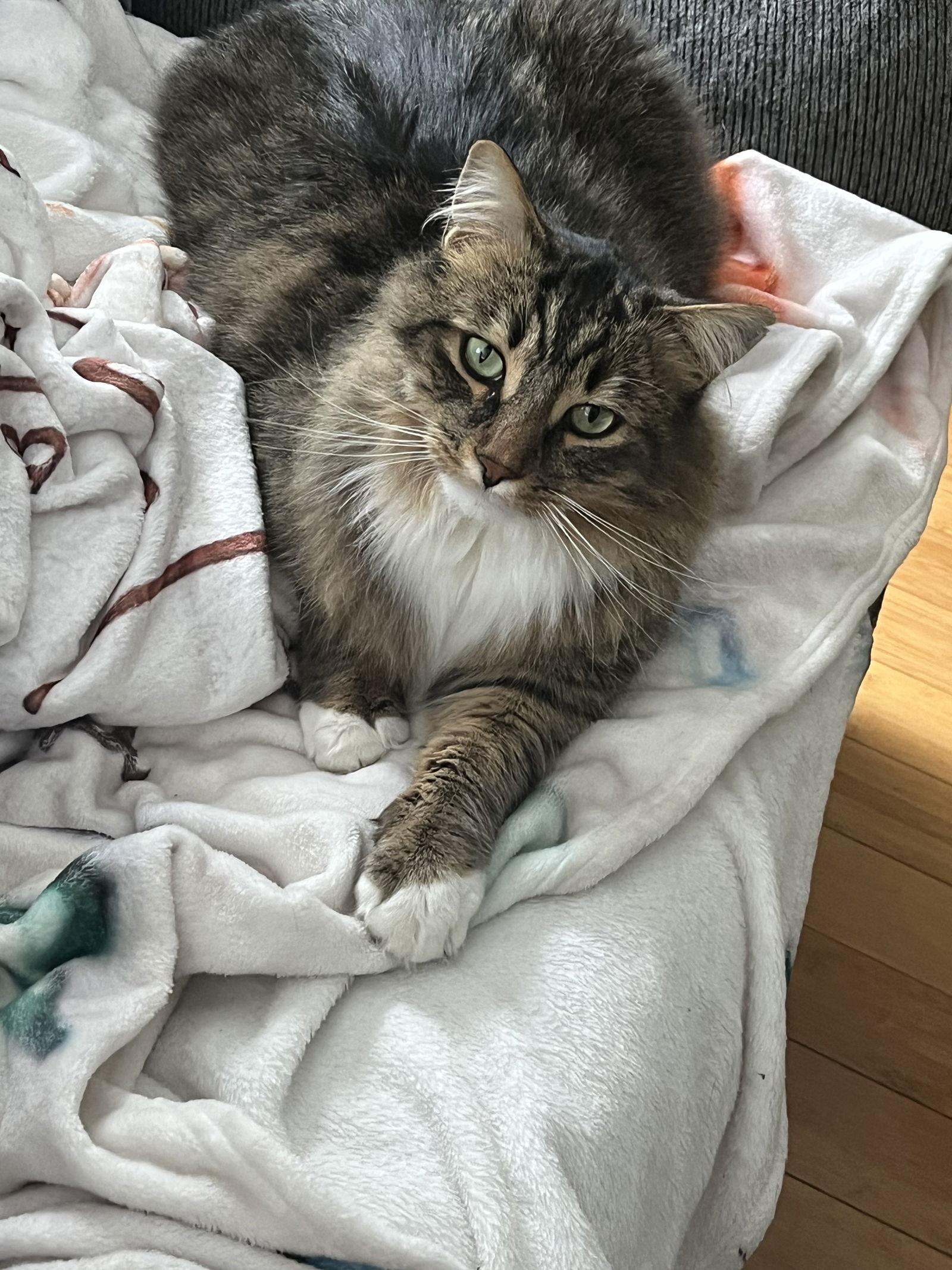 Enlarge Lynxy, a Adoptable Tabby in Orleans, ON image 2/3