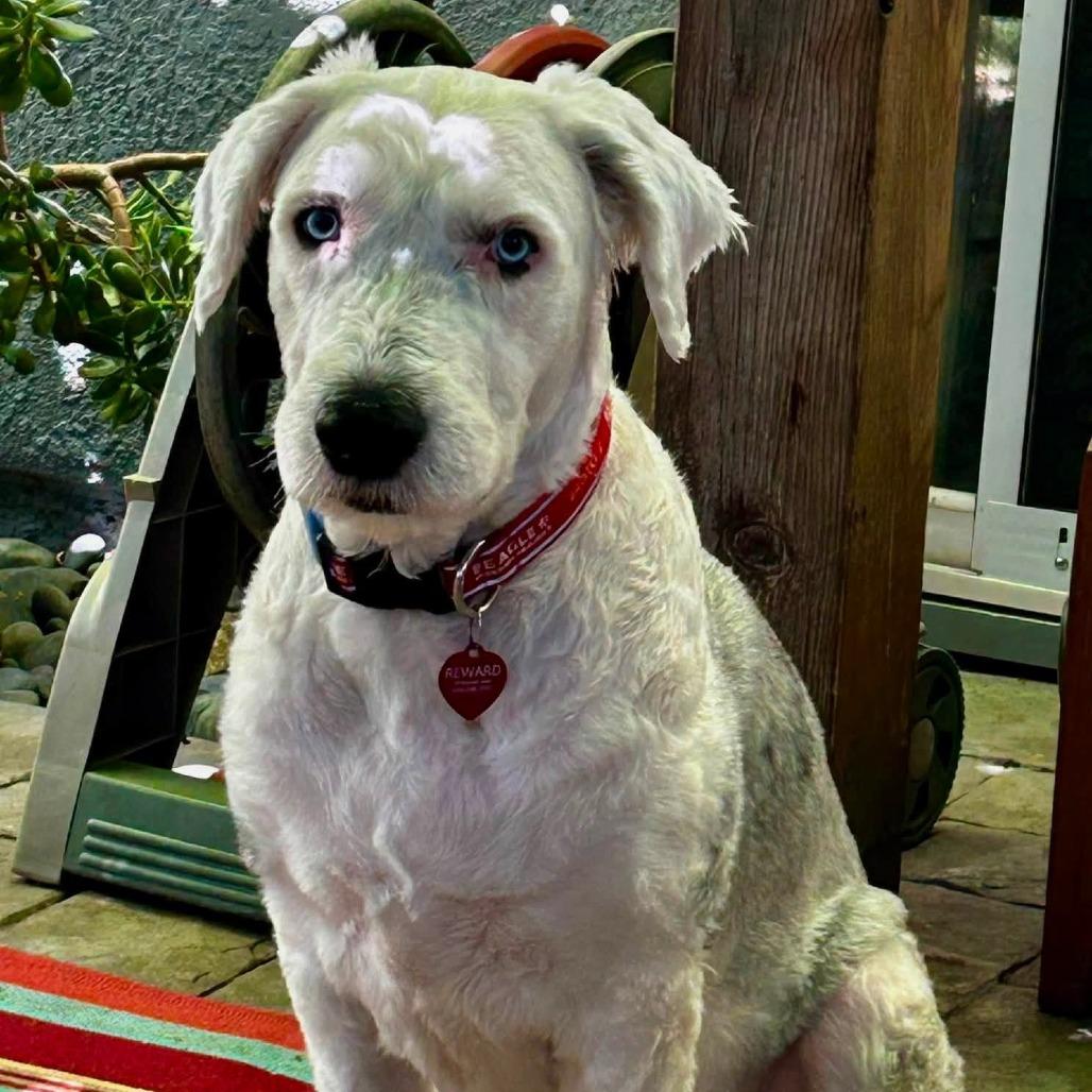Bernie, Adoptable, Adult Male Old English Sheepdog & Mixed Breed.