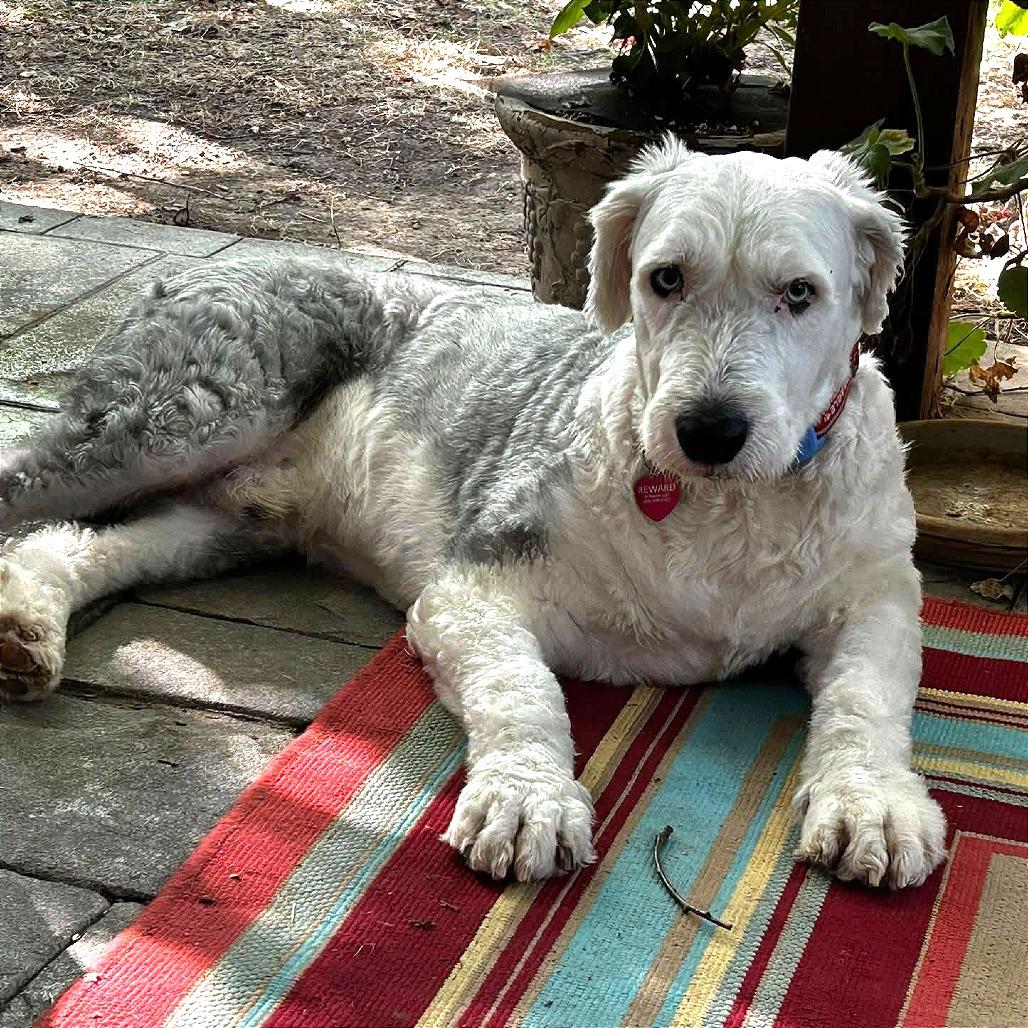 Enlarge Bernie, a Adoptable mixed breed in Nowata, OK image 2/6