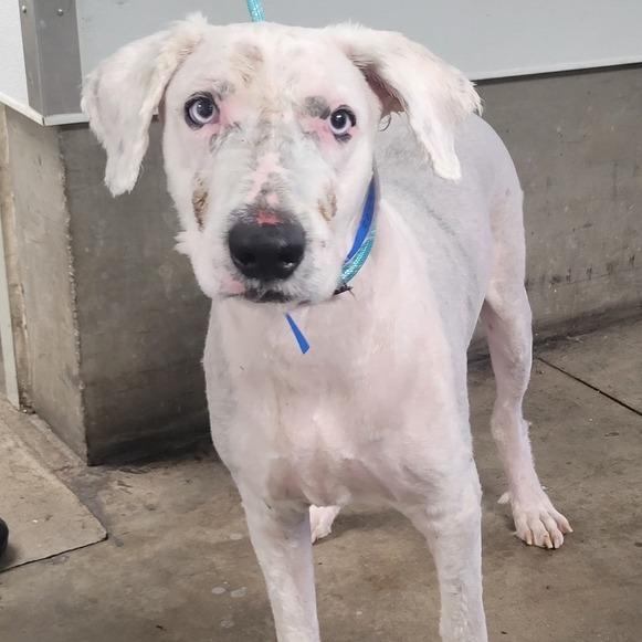 Enlarge Bernie, a Adoptable mixed breed in Nowata, OK image 3/6