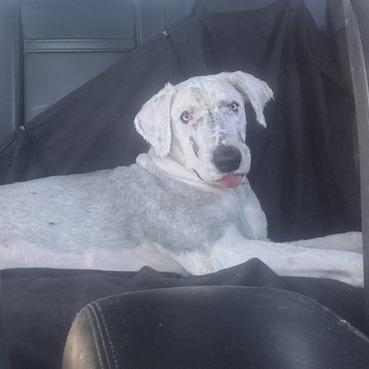 Enlarge Bernie, a Adoptable mixed breed in Nowata, OK image 4/6