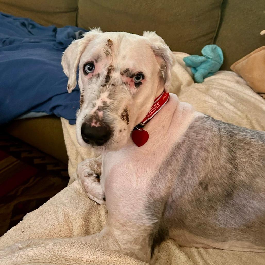Enlarge Bernie, a Adoptable mixed breed in Nowata, OK image 6/6