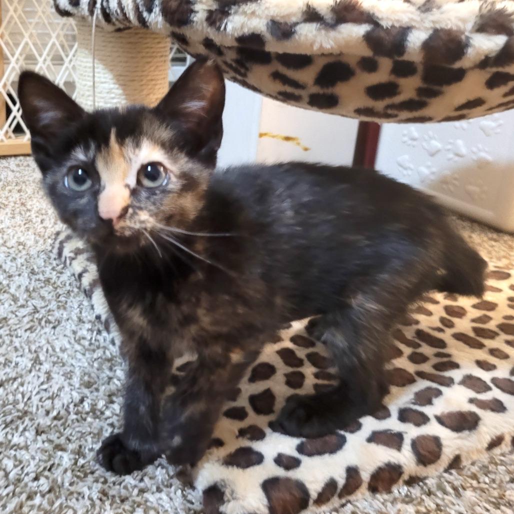 Enlarge Raven, a Adoptable Domestic Short Hair in Houston, TX image 1/2