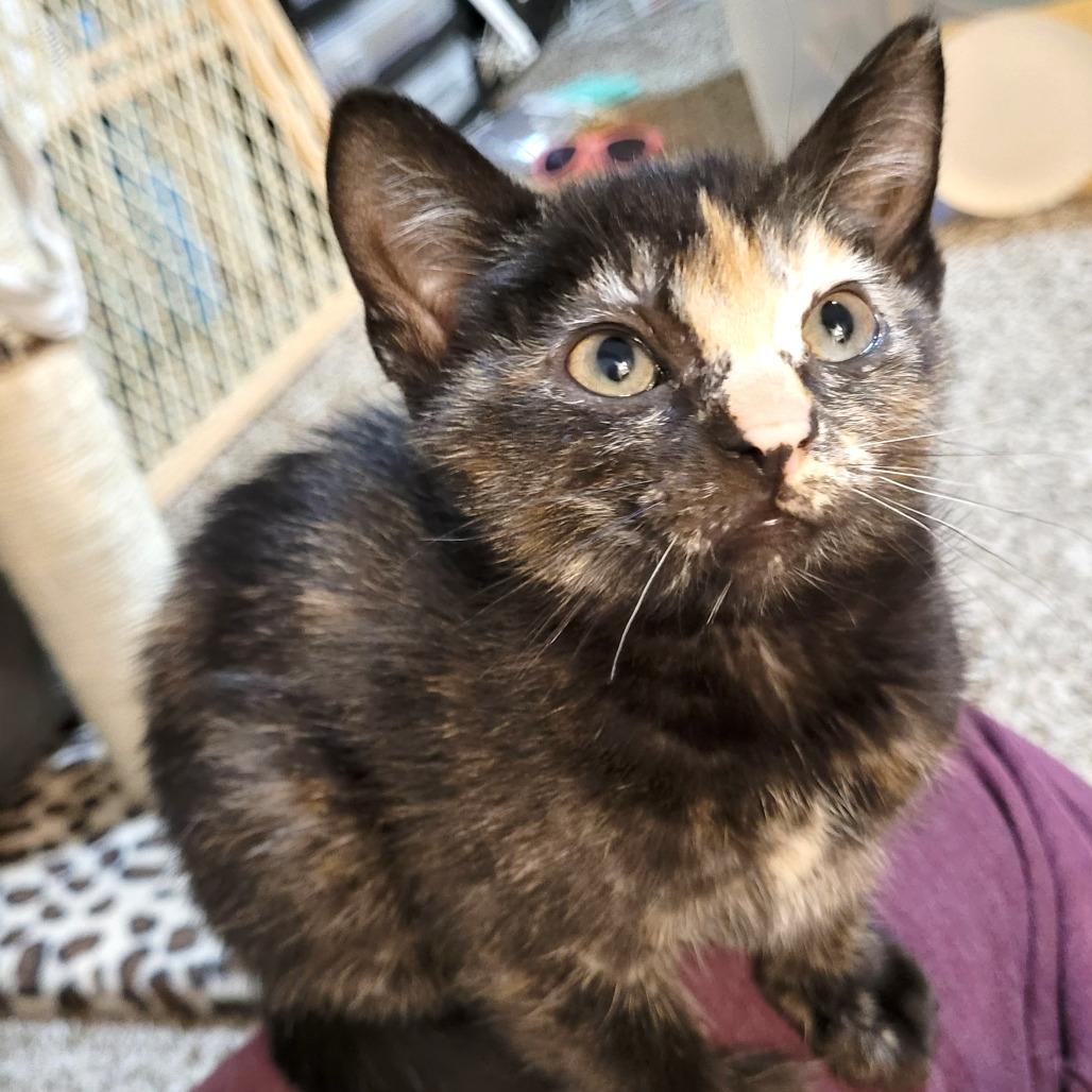 Enlarge Raven, a Adoptable Domestic Short Hair in Houston, TX image 2/2