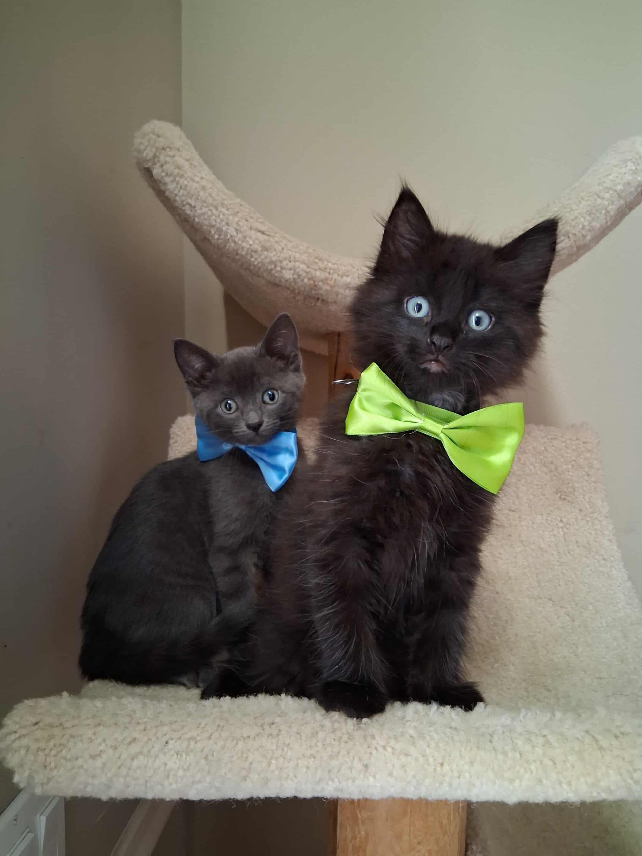 Enlarge Sully, an adopted Domestic Long Hair in Wading River, NY image 1/6