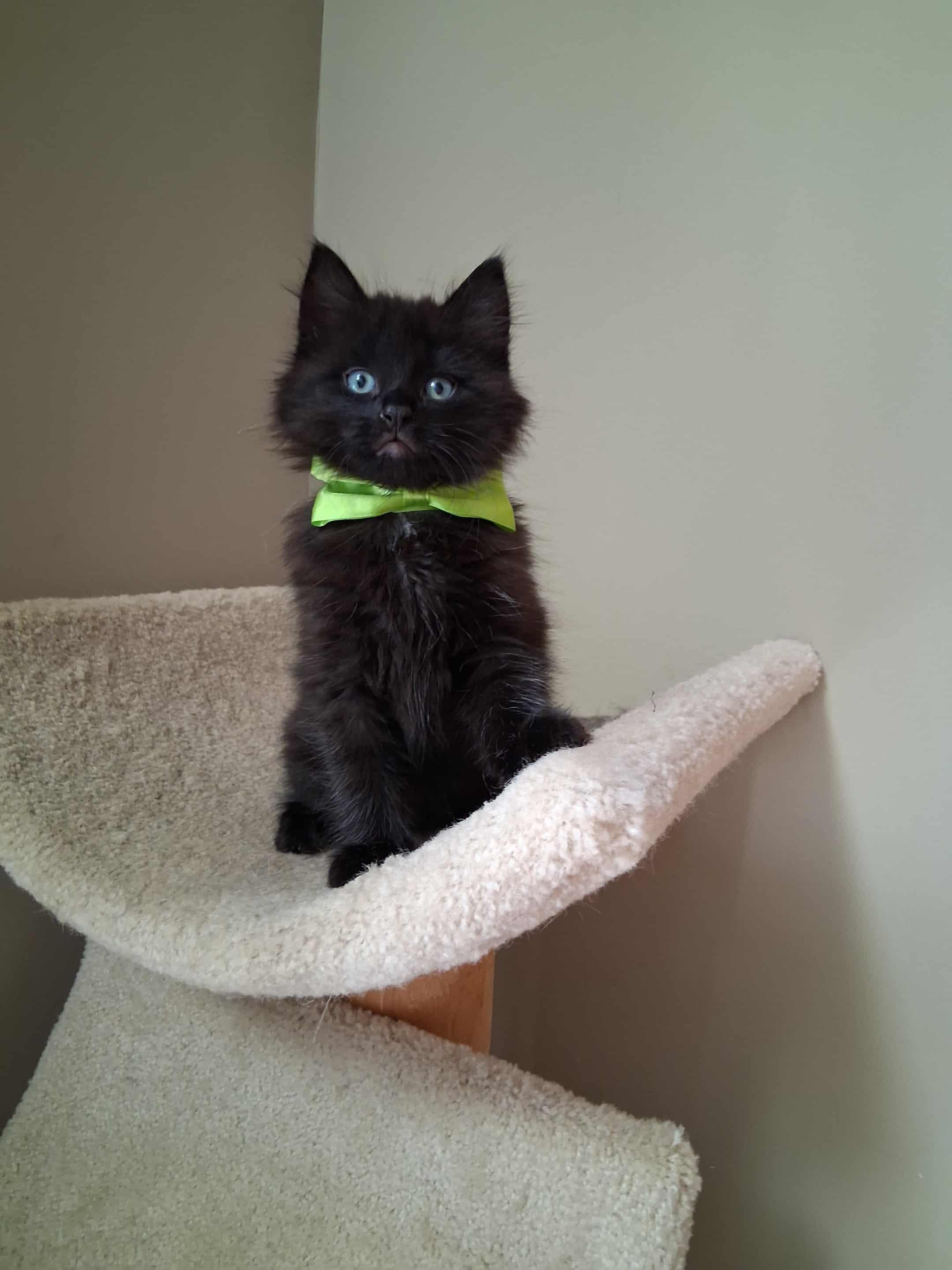 Enlarge Sully, an adopted Domestic Long Hair in Wading River, NY image 2/6