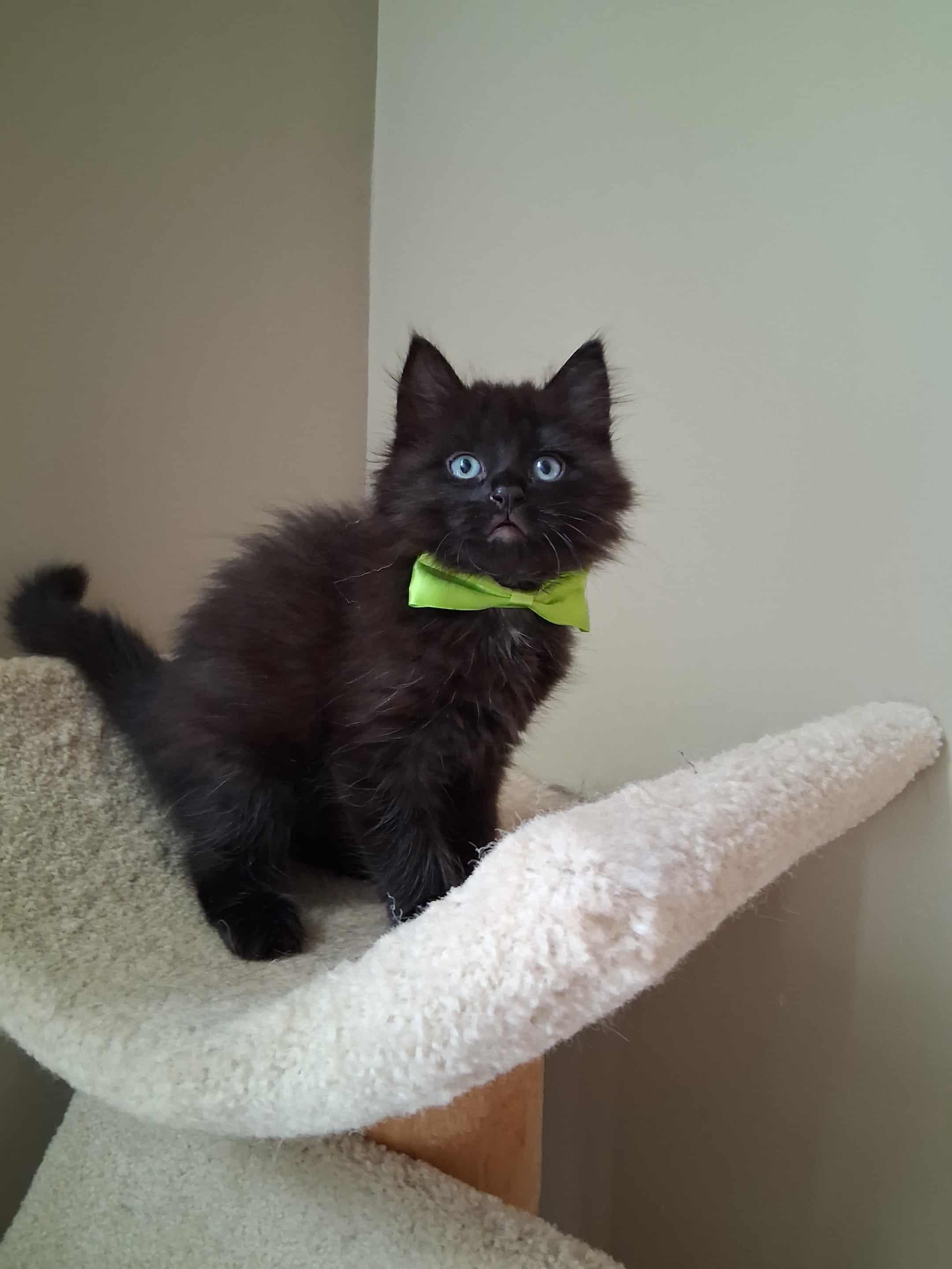 Enlarge Sully, an adopted Domestic Long Hair in Wading River, NY image 3/6