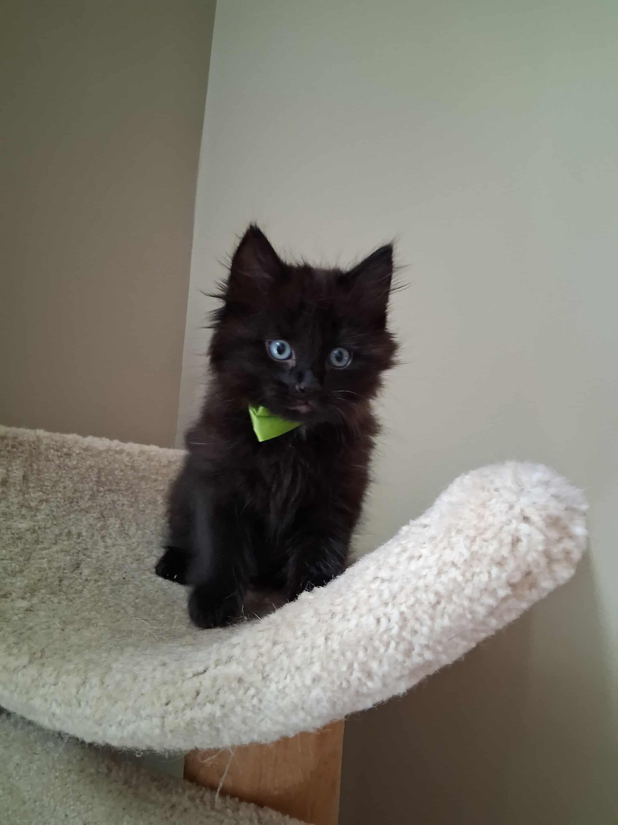 Enlarge Sully, an adopted Domestic Long Hair in Wading River, NY image 5/6