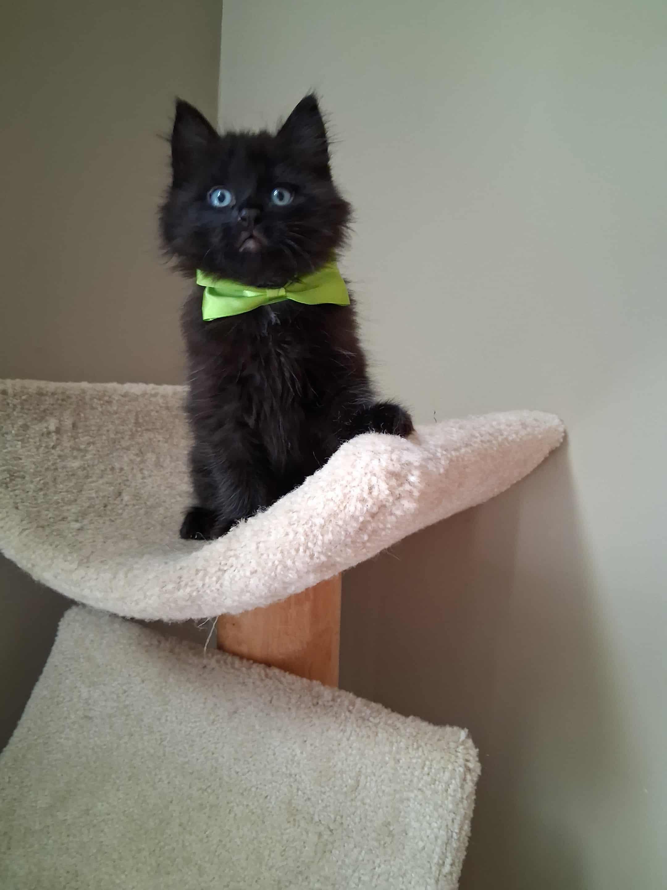 Enlarge Sully, an adopted Domestic Long Hair in Wading River, NY image 6/6