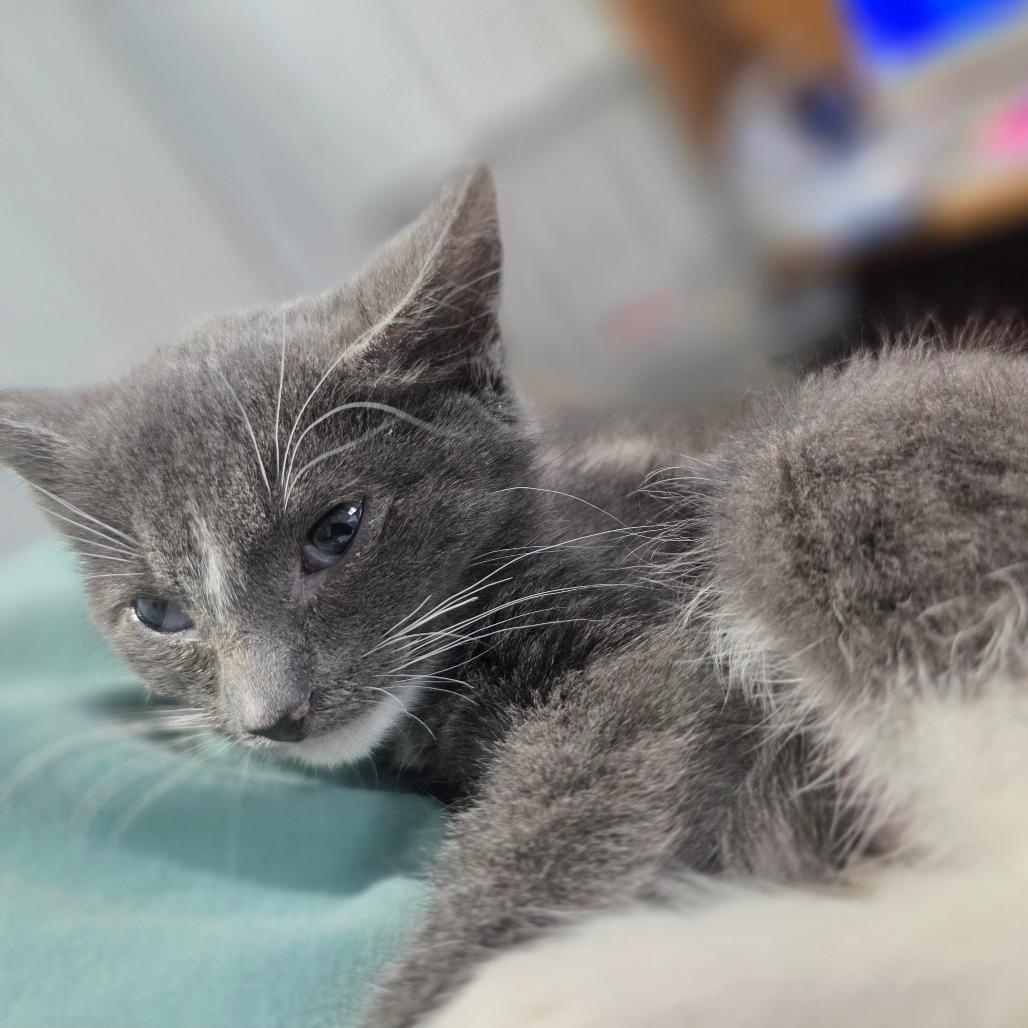 Ester, Adoptable, Kitten Female Domestic Medium Hair.