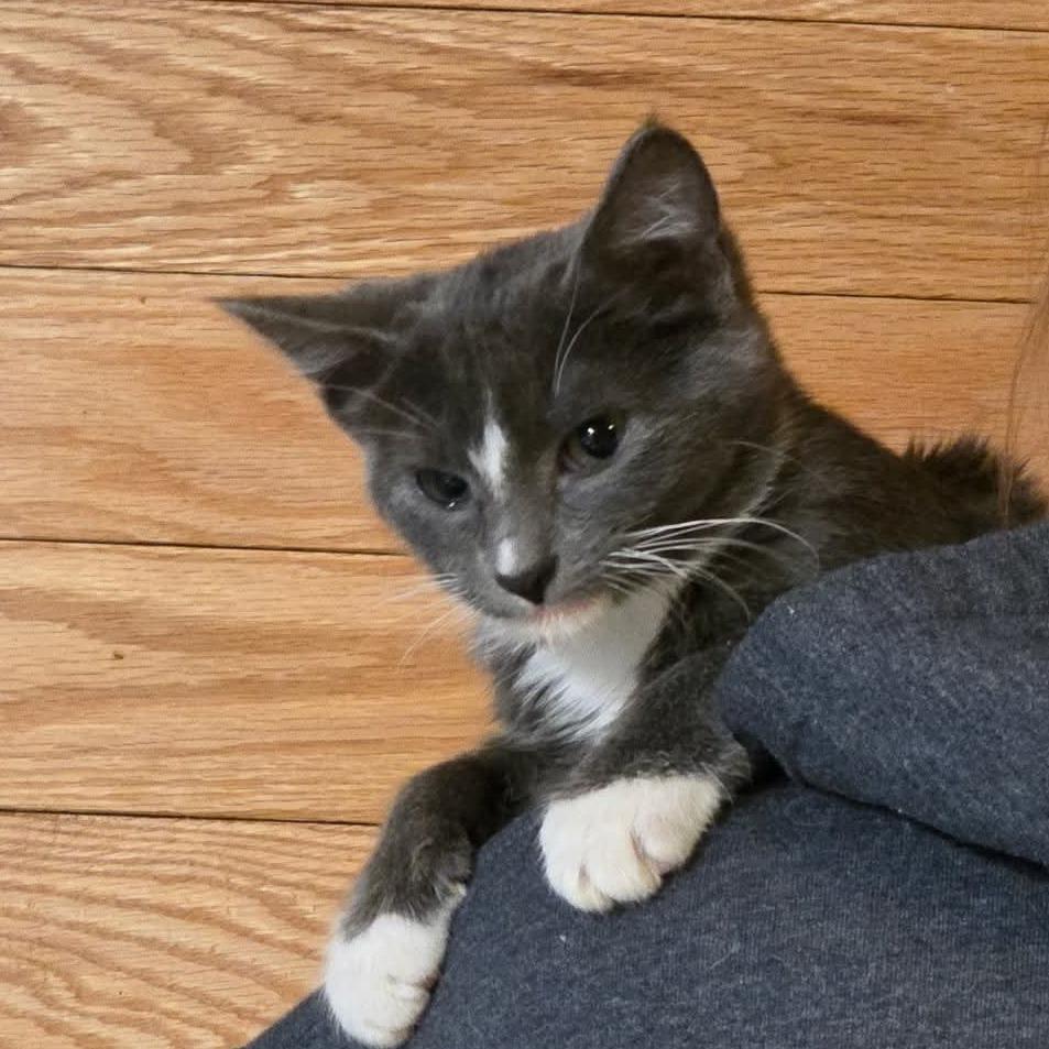 Enlarge Ester, a Adoptable Domestic Medium Hair in Muscatine, IA image 2/6