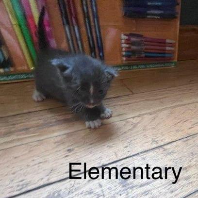 Enlarge Ester, a Adoptable Domestic Medium Hair in Muscatine, IA image 3/6