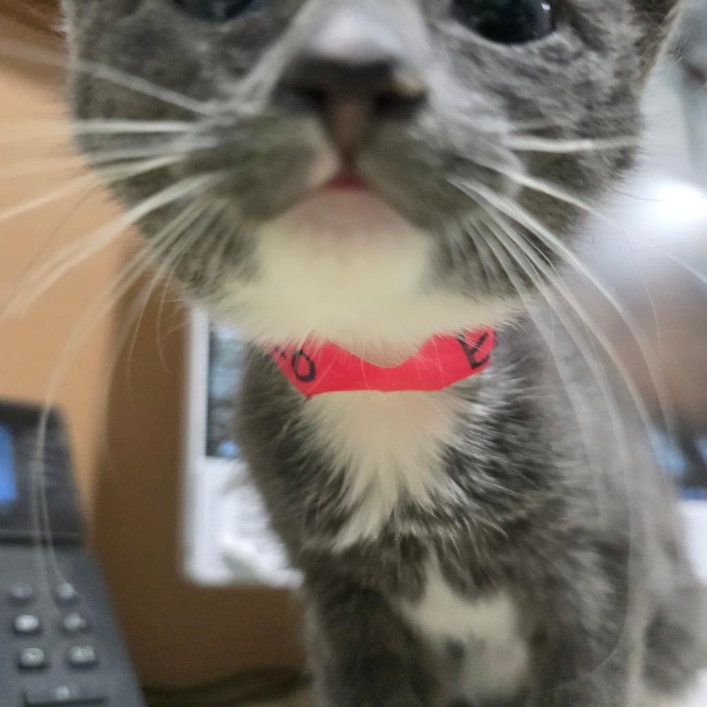 Enlarge Ester, a Adoptable Domestic Medium Hair in Muscatine, IA image 4/6