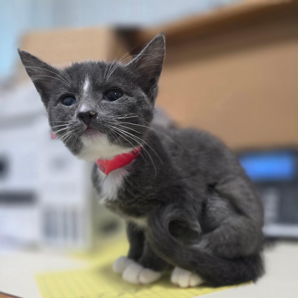 Enlarge Ester, a Adoptable Domestic Medium Hair in Muscatine, IA image 5/6