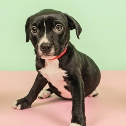 ORCA, Adoptable, Puppy Female Pit Bull Terrier & Mixed Breed.