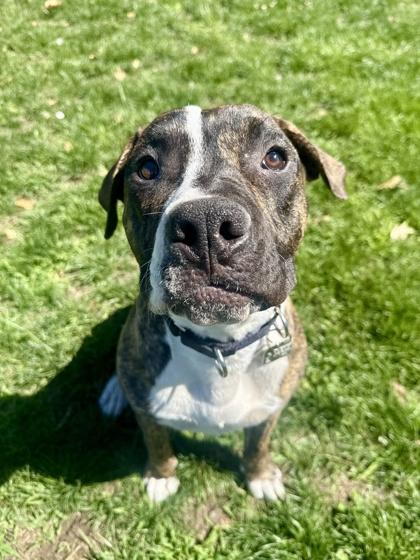 Grubbles, ADOPTABLE, Adult Male Mixed Breed.