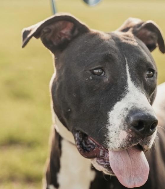 Enlarge Denver, a Adoptable mixed breed in St. Catharines, ON image 2/6
