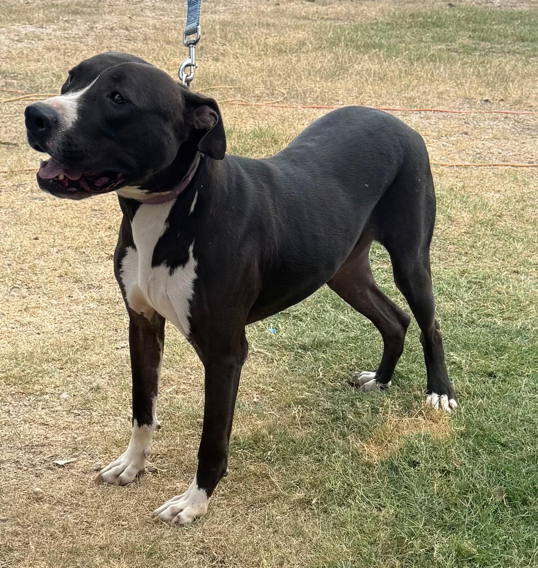 Enlarge Denver, a Adoptable mixed breed in St. Catharines, ON image 3/6