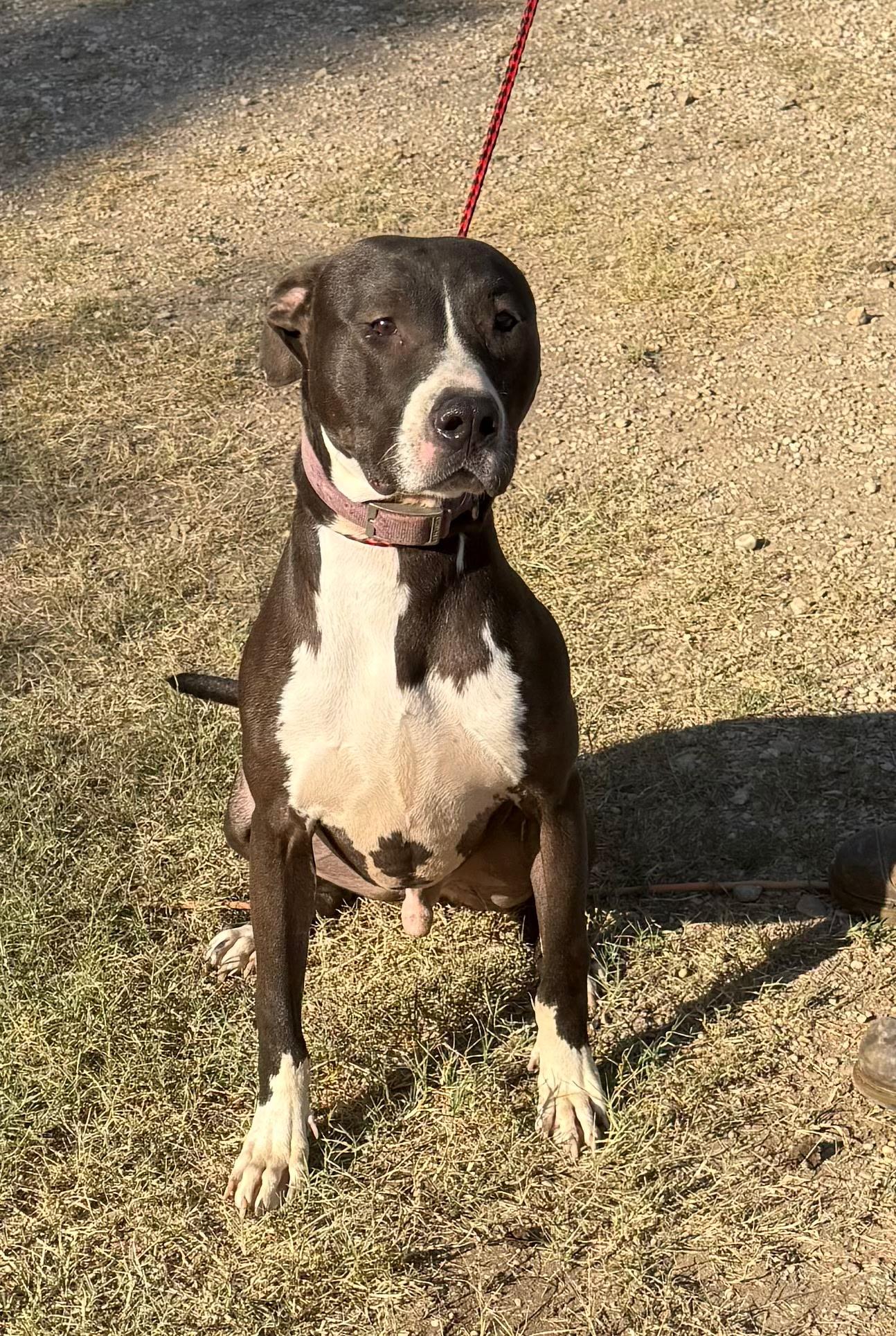 Enlarge Denver, a Adoptable mixed breed in St. Catharines, ON image 6/6