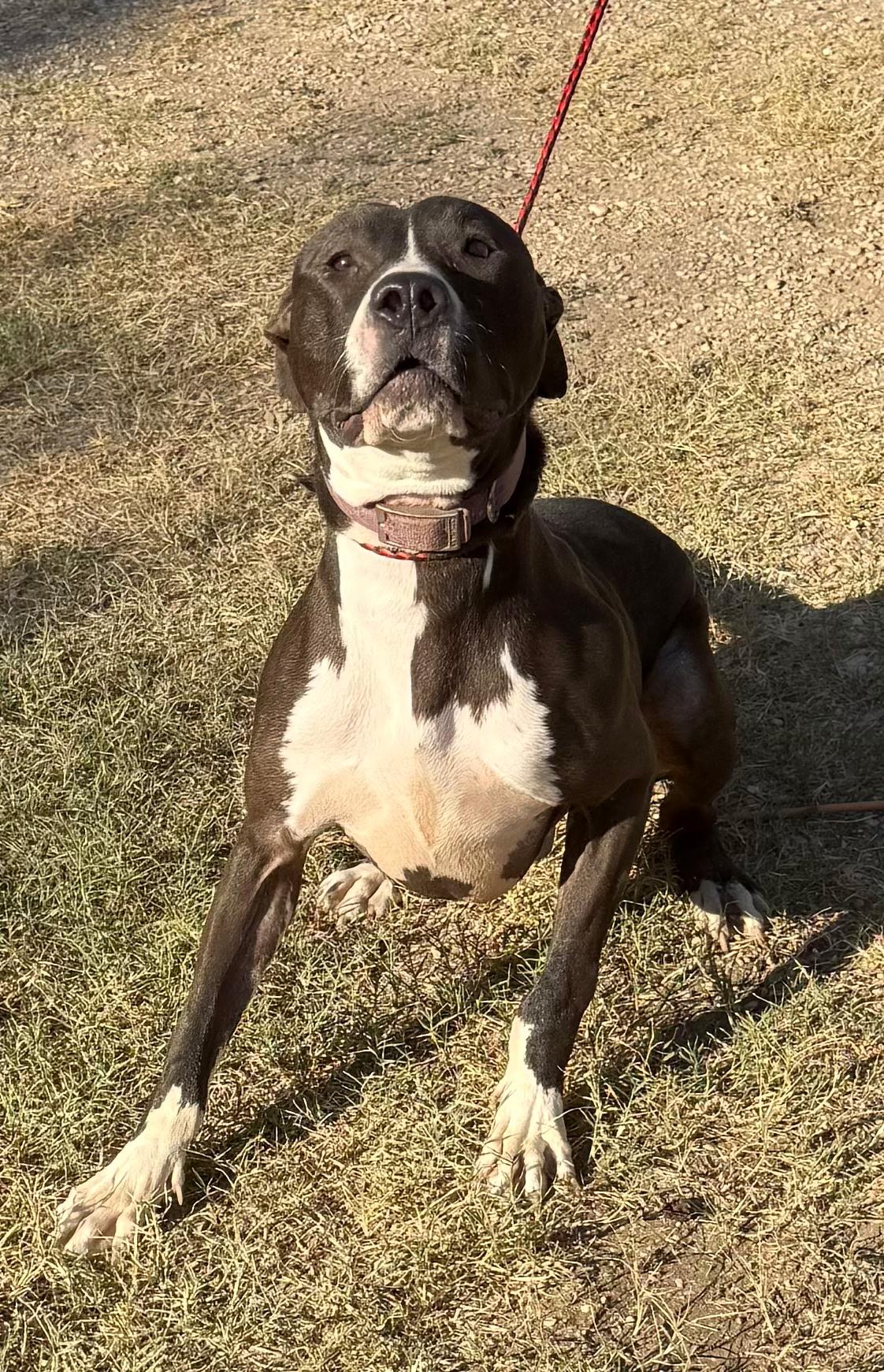 Enlarge Denver, a Adoptable mixed breed in St. Catharines, ON image 4/6