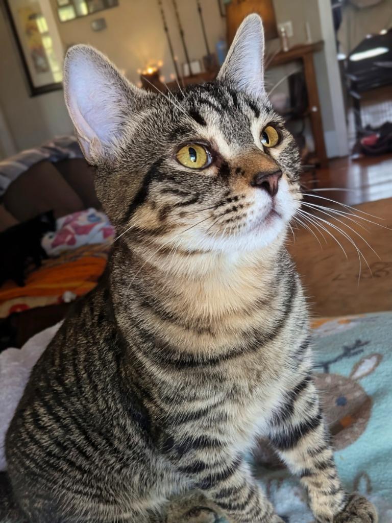 Hansel, Adoptable, Young Male Domestic Short Hair.