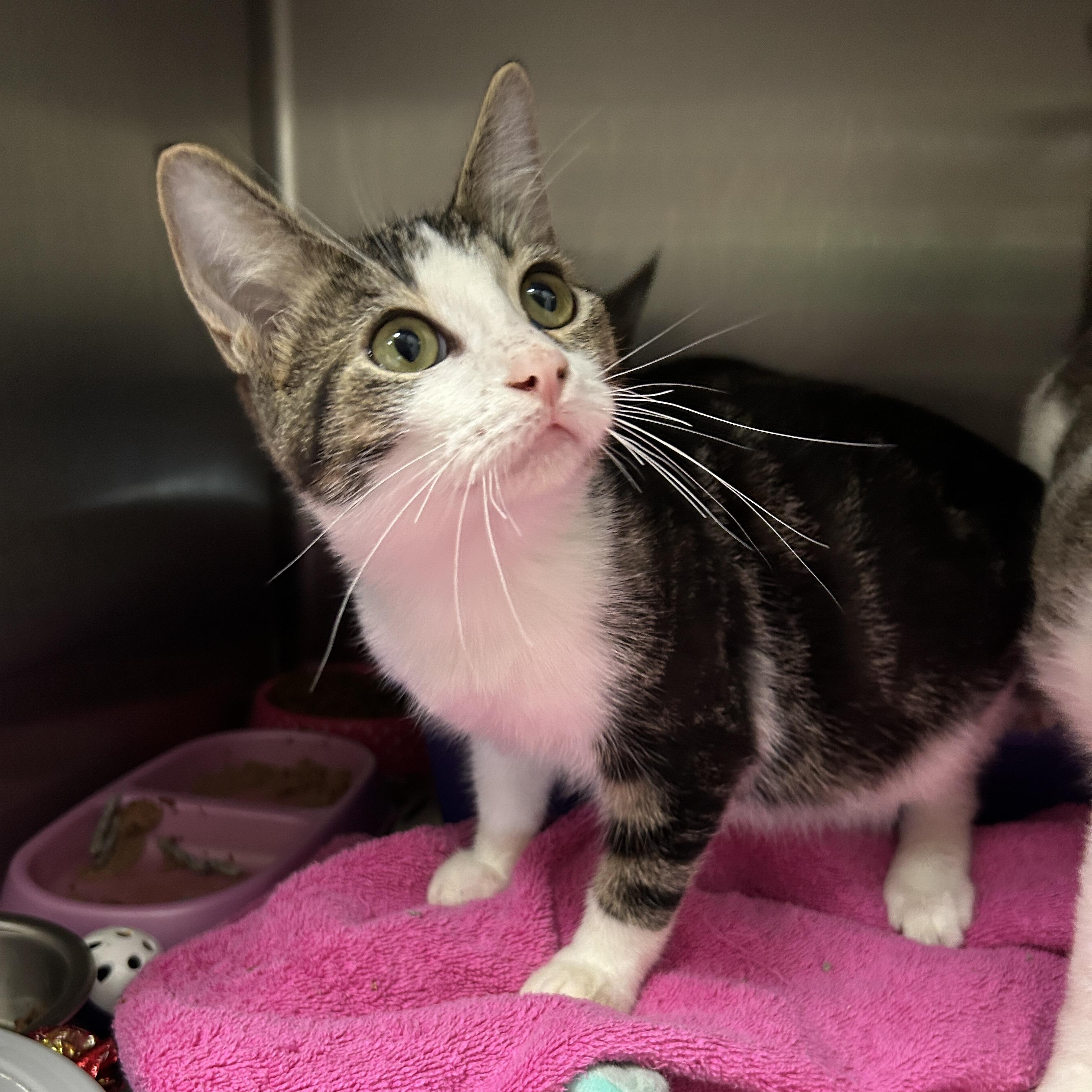 Fiddlesticks 5 of 5, adopted, Young Male Domestic Short Hair.