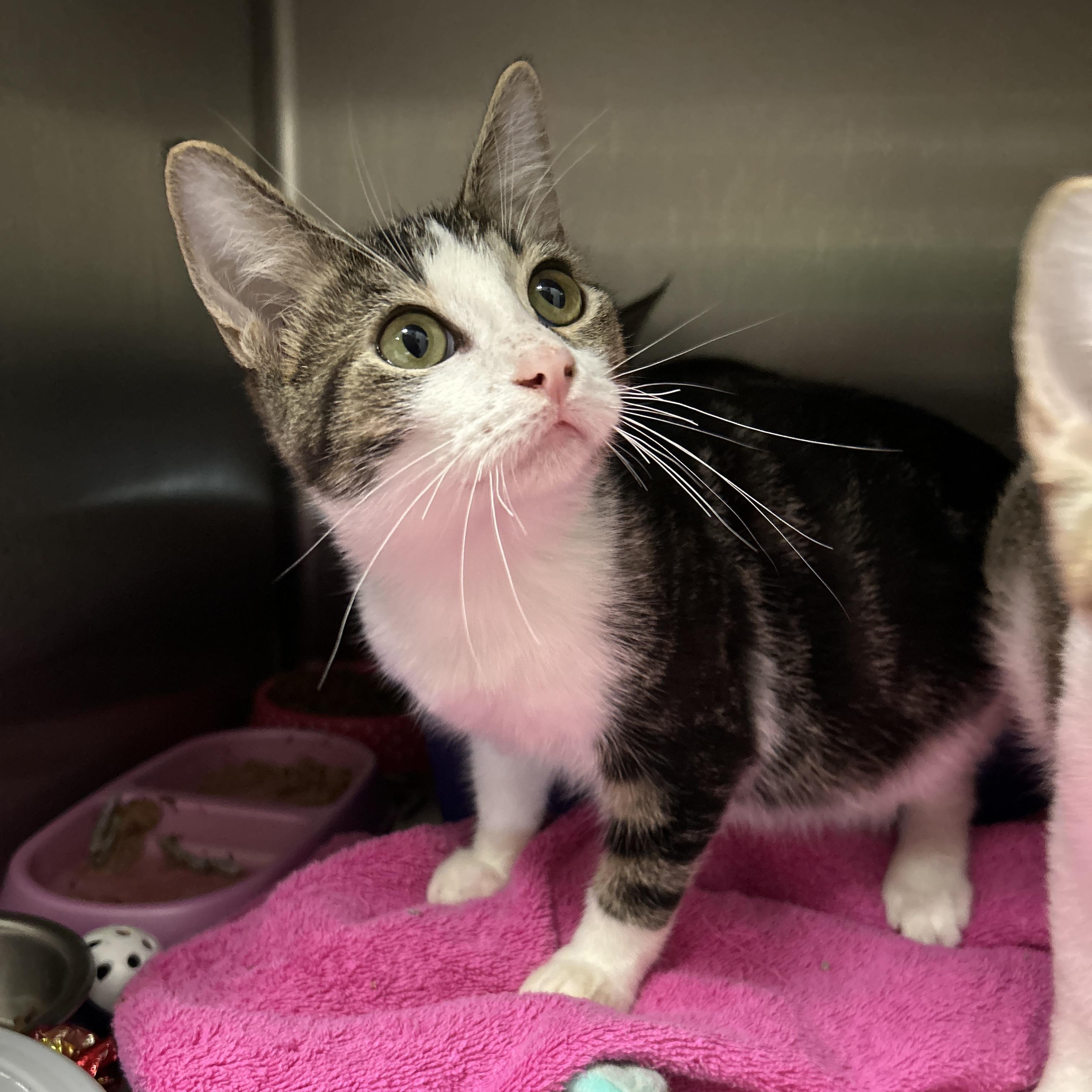 Enlarge Fiddlesticks 5 of 5, an adopted Domestic Short Hair in La Grange Park, IL image 6/6