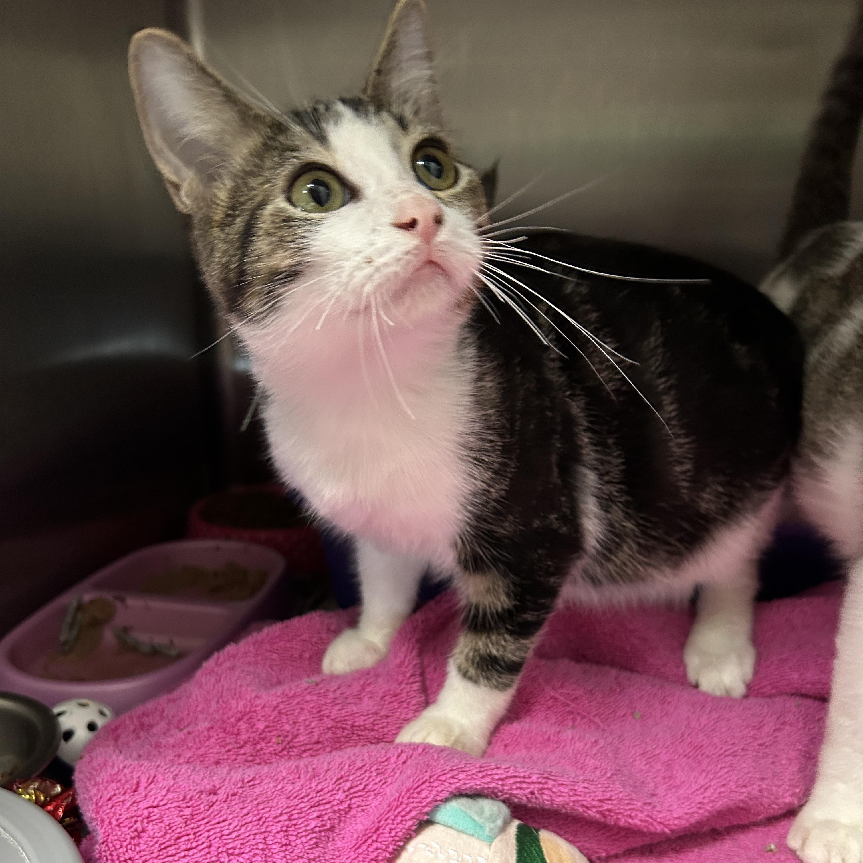 Enlarge Fiddlesticks 5 of 5, an adopted Domestic Short Hair in La Grange Park, IL image 3/6