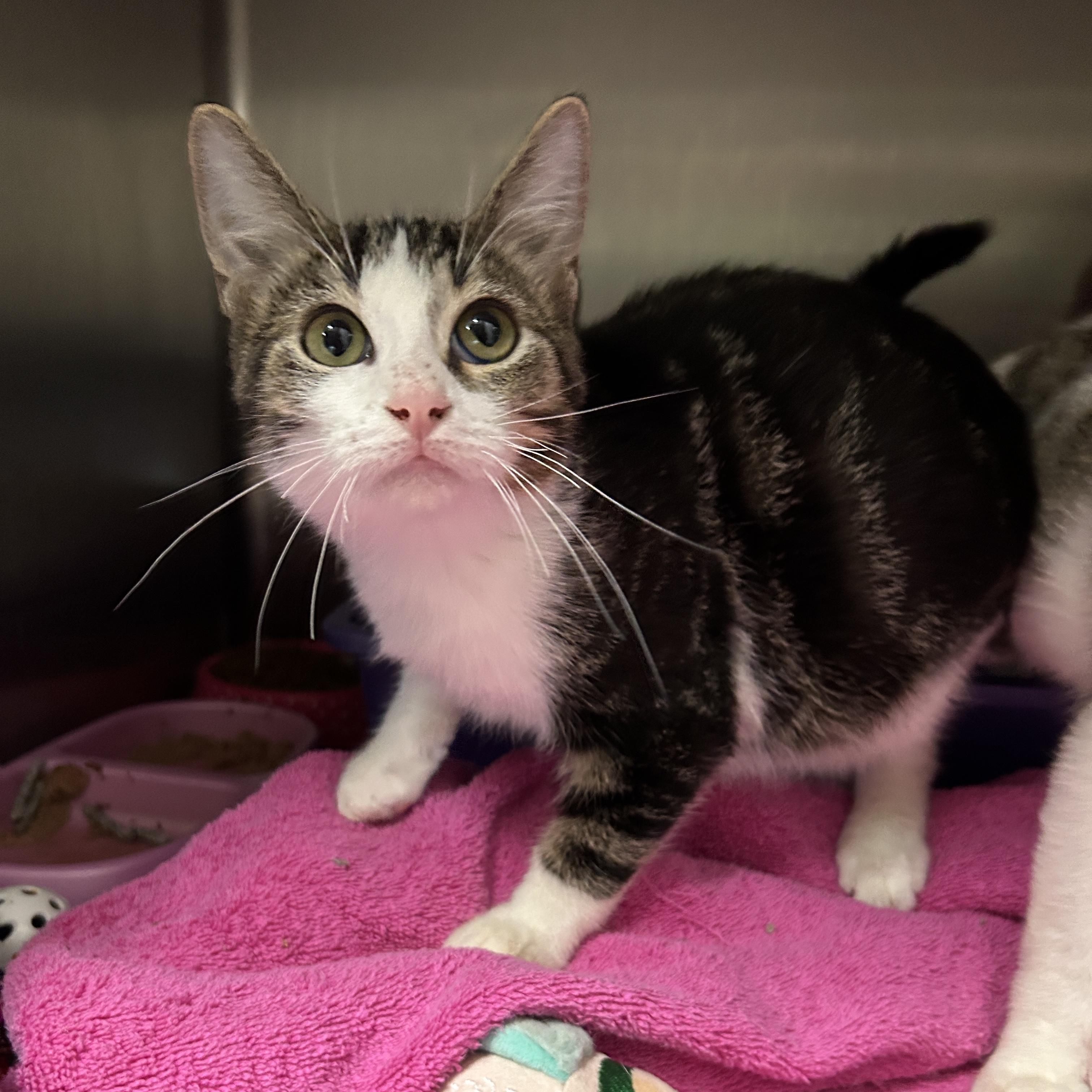 Enlarge Fiddlesticks 5 of 5, an adopted Domestic Short Hair in La Grange Park, IL image 4/6