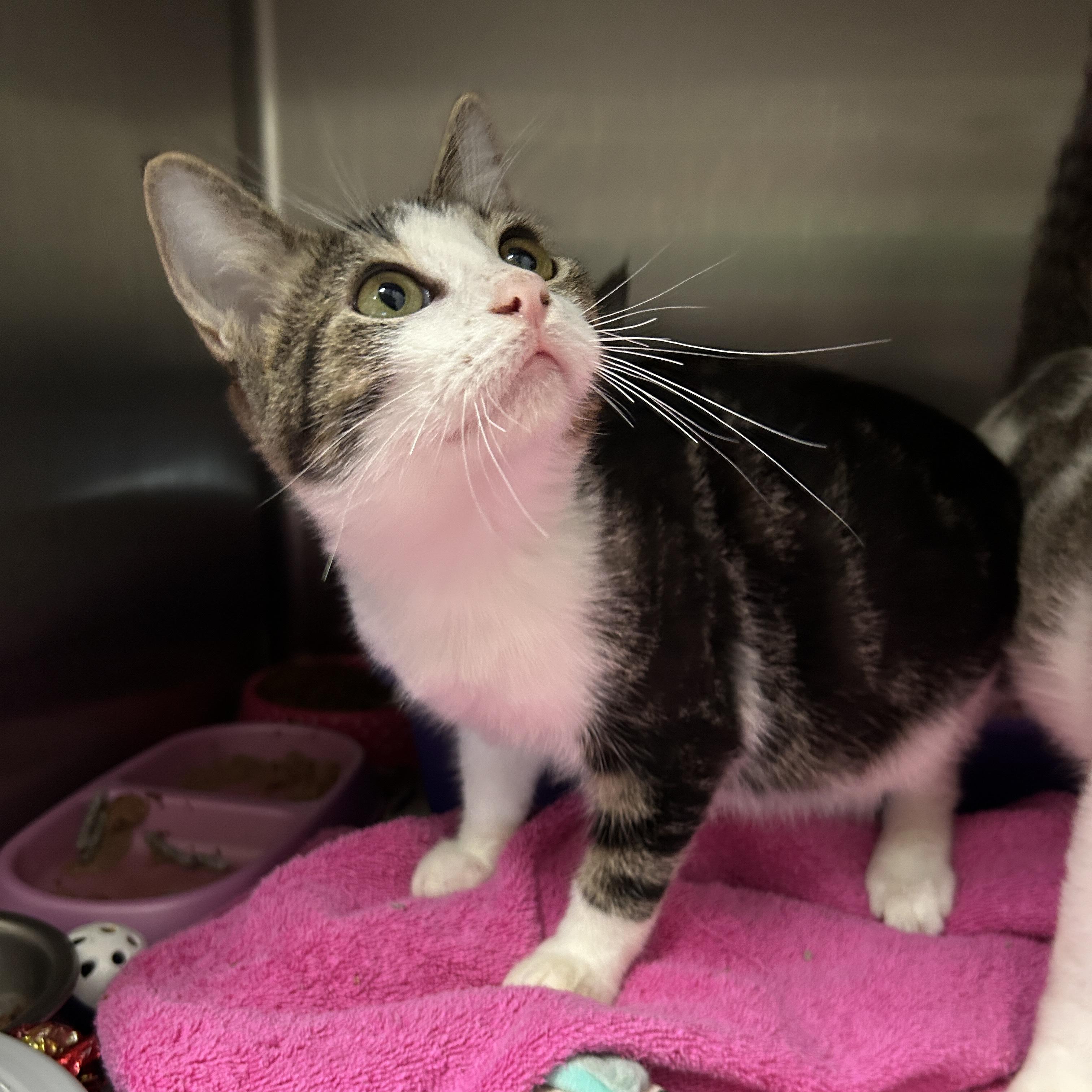 Enlarge Fiddlesticks 5 of 5, an adopted Domestic Short Hair in La Grange Park, IL image 5/6