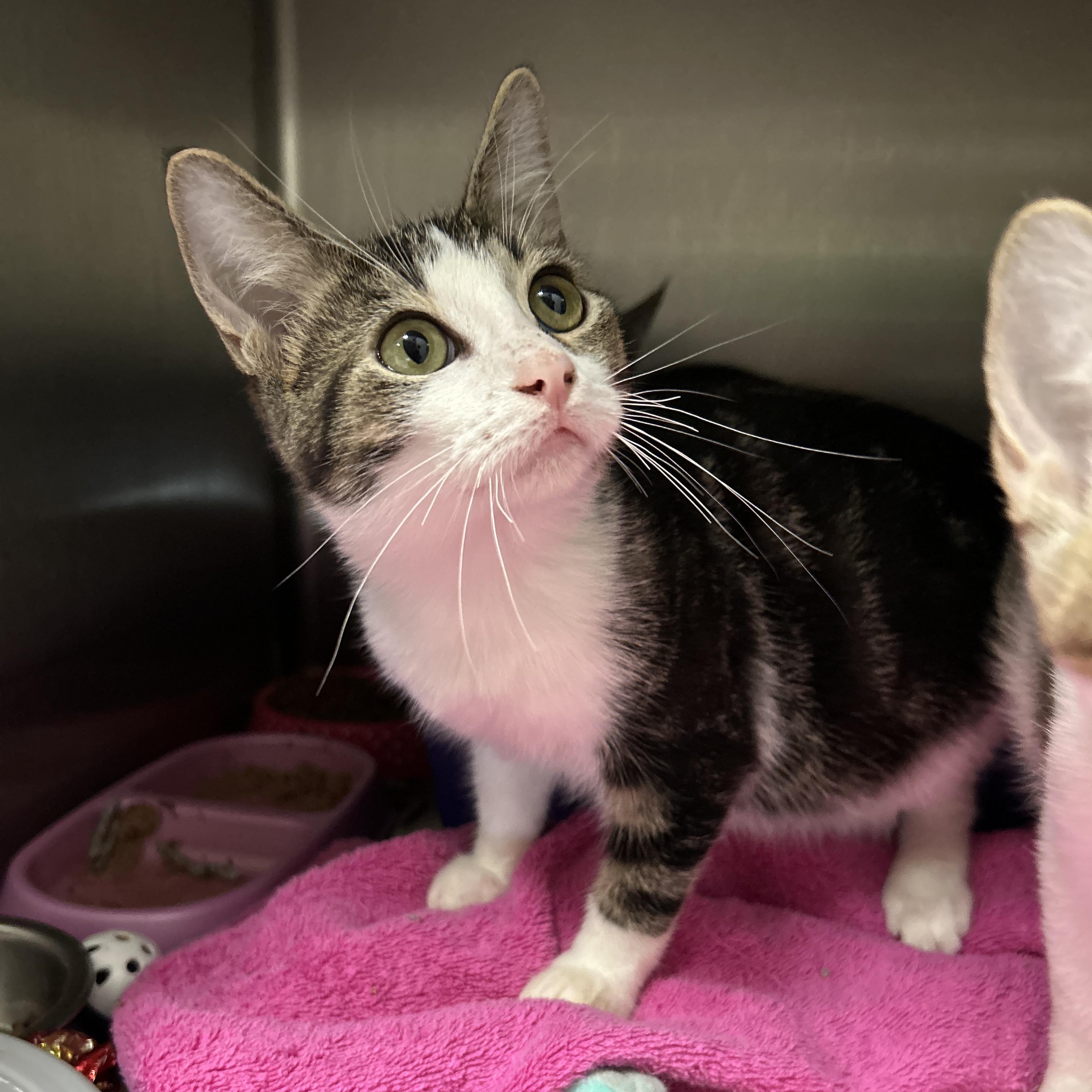 Enlarge Fiddlesticks 5 of 5, an adopted Domestic Short Hair in La Grange Park, IL image 2/6