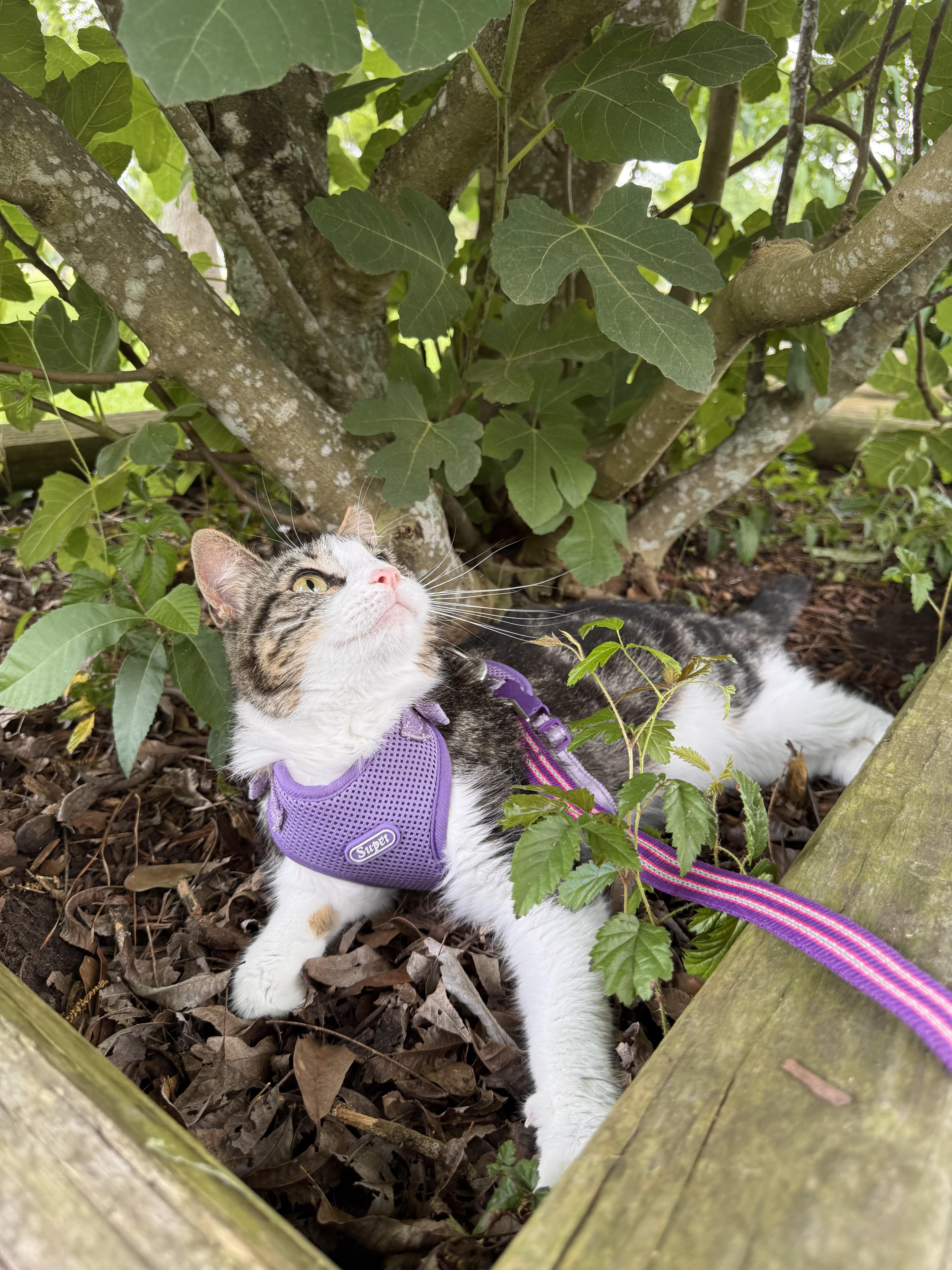 Enlarge Cheese, an adopted Domestic Short Hair in Kent, WA image 1/6