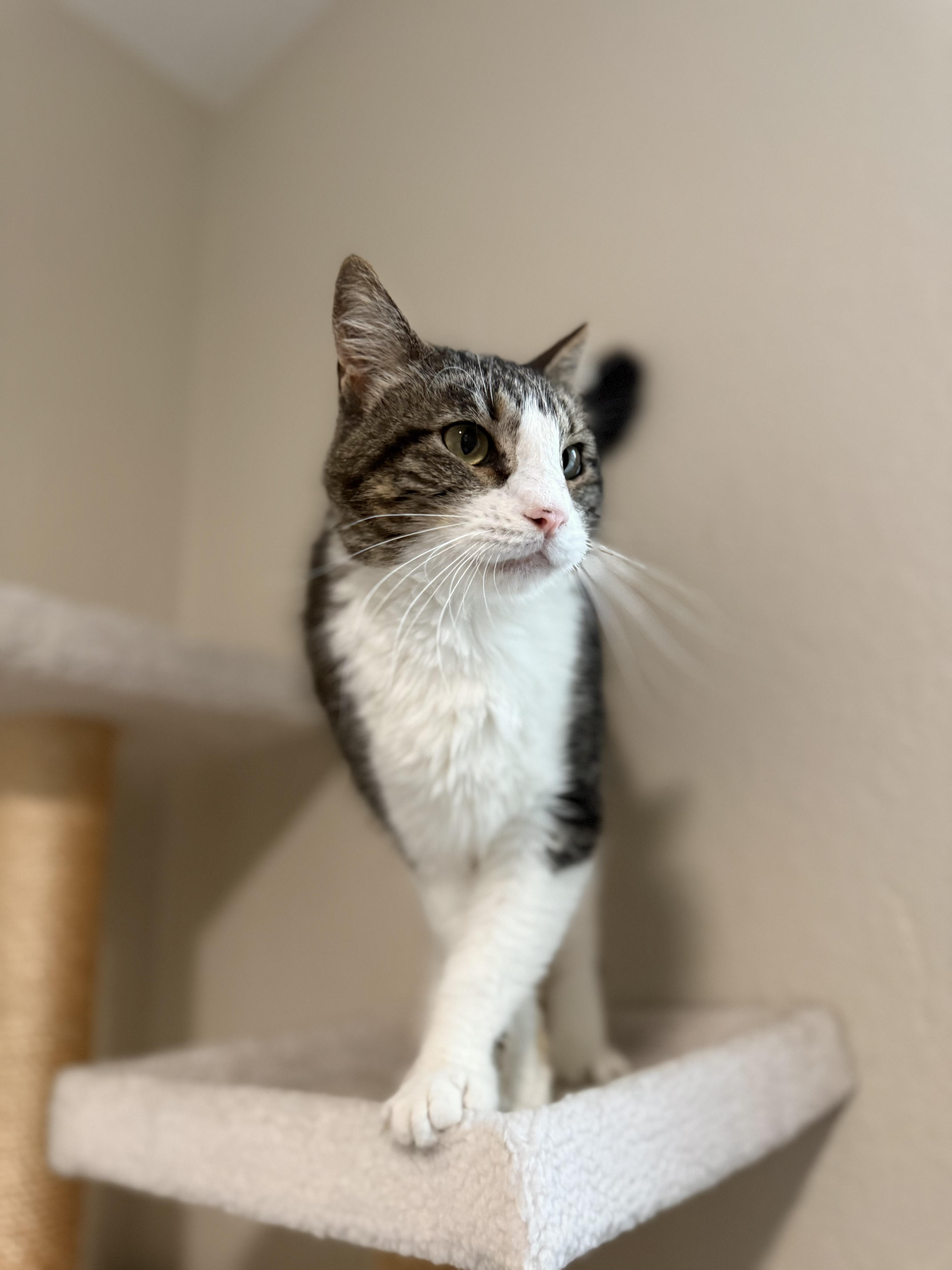 Enlarge Cheese, an adopted Domestic Short Hair in Kent, WA image 4/6