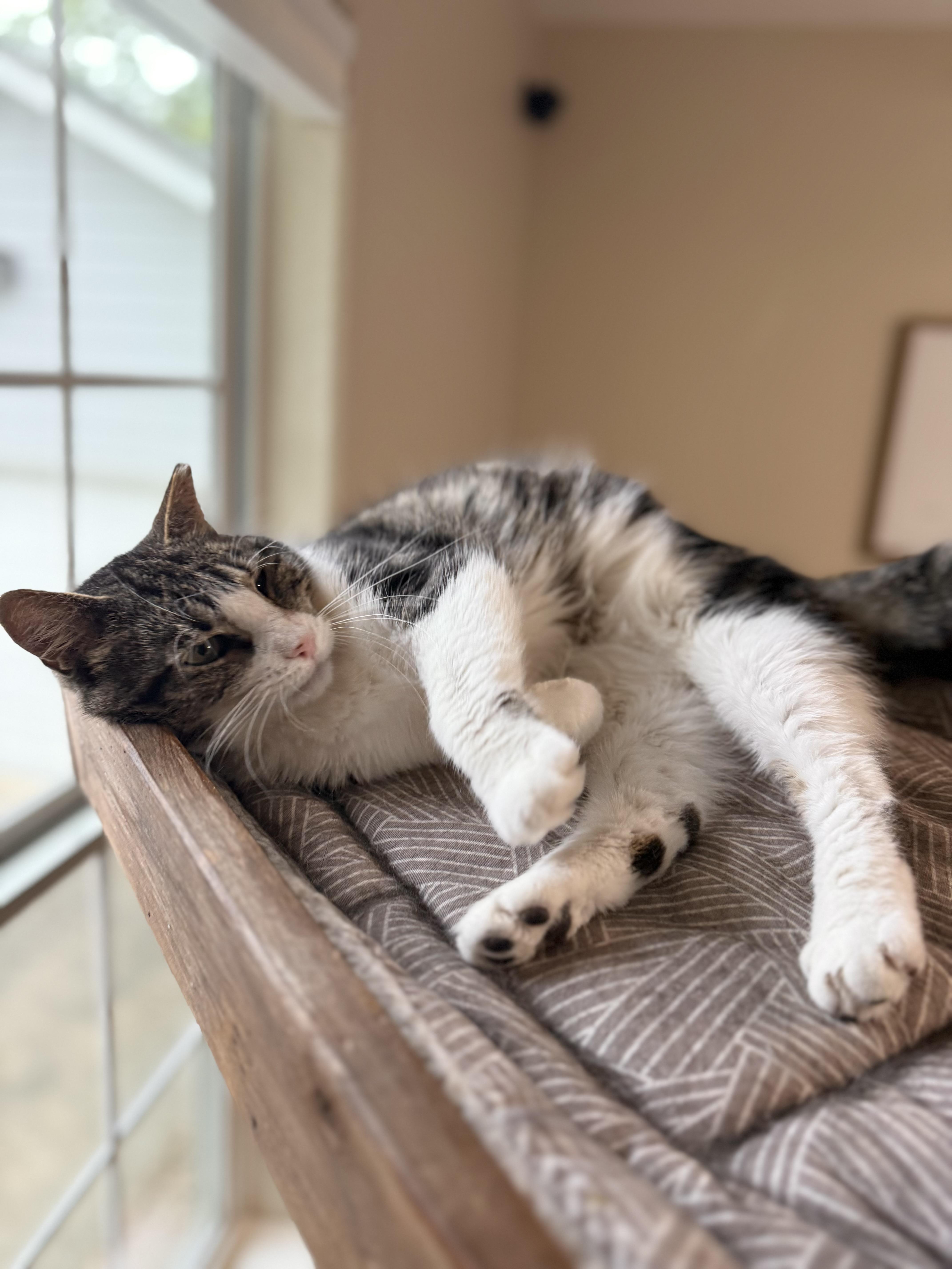 Enlarge Cheese, an adopted Domestic Short Hair in Kent, WA image 2/6